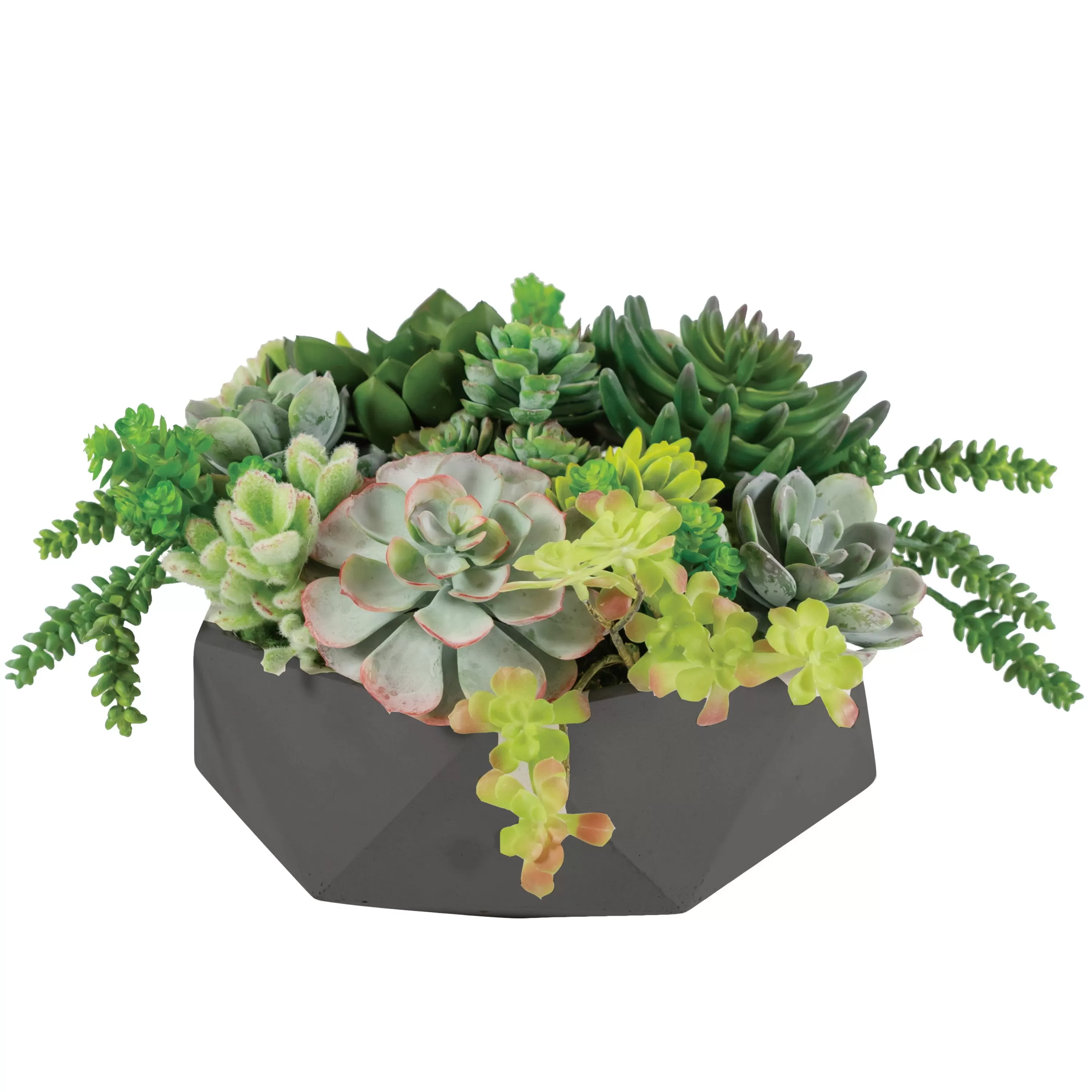 Discount Mix Succulent in Hexagon Pot 9" Succulent Arrangements | Outdoor Patio