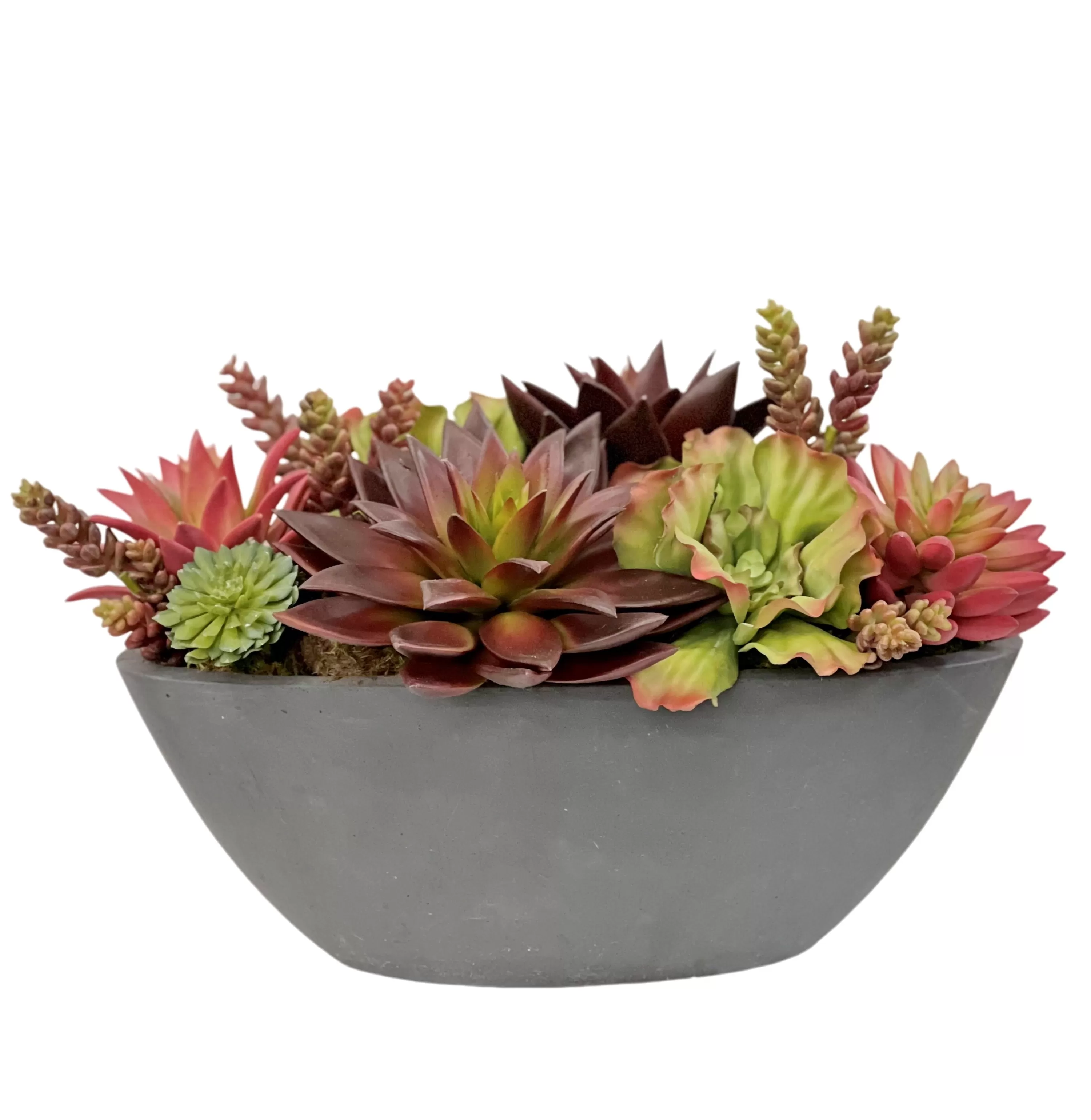 Online Mix Succulent in Oval Planter 10" Succulent Arrangements | Tabletop