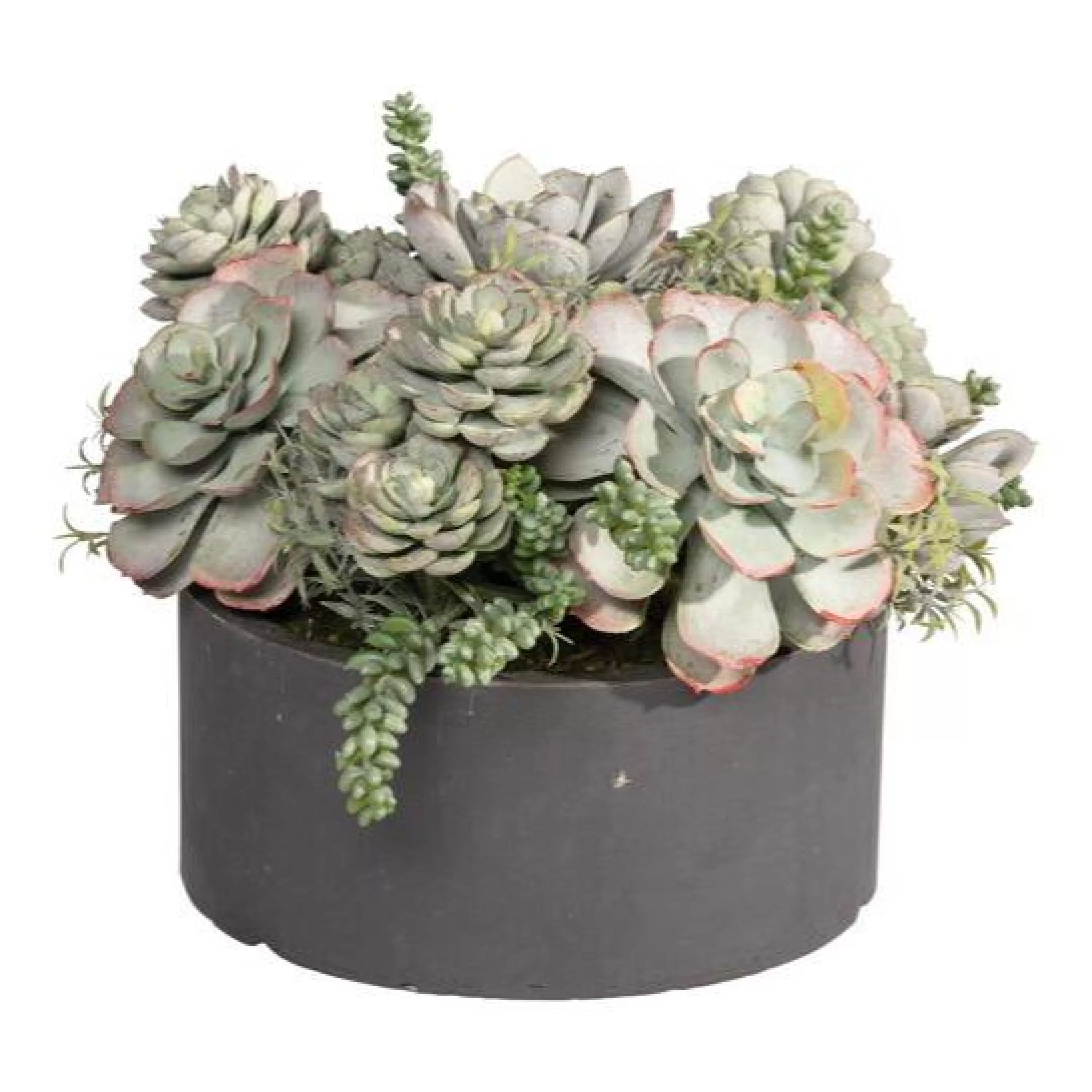 Store Mix Succulent in Round Tray 9" Tabletop Greenery | Tabletop