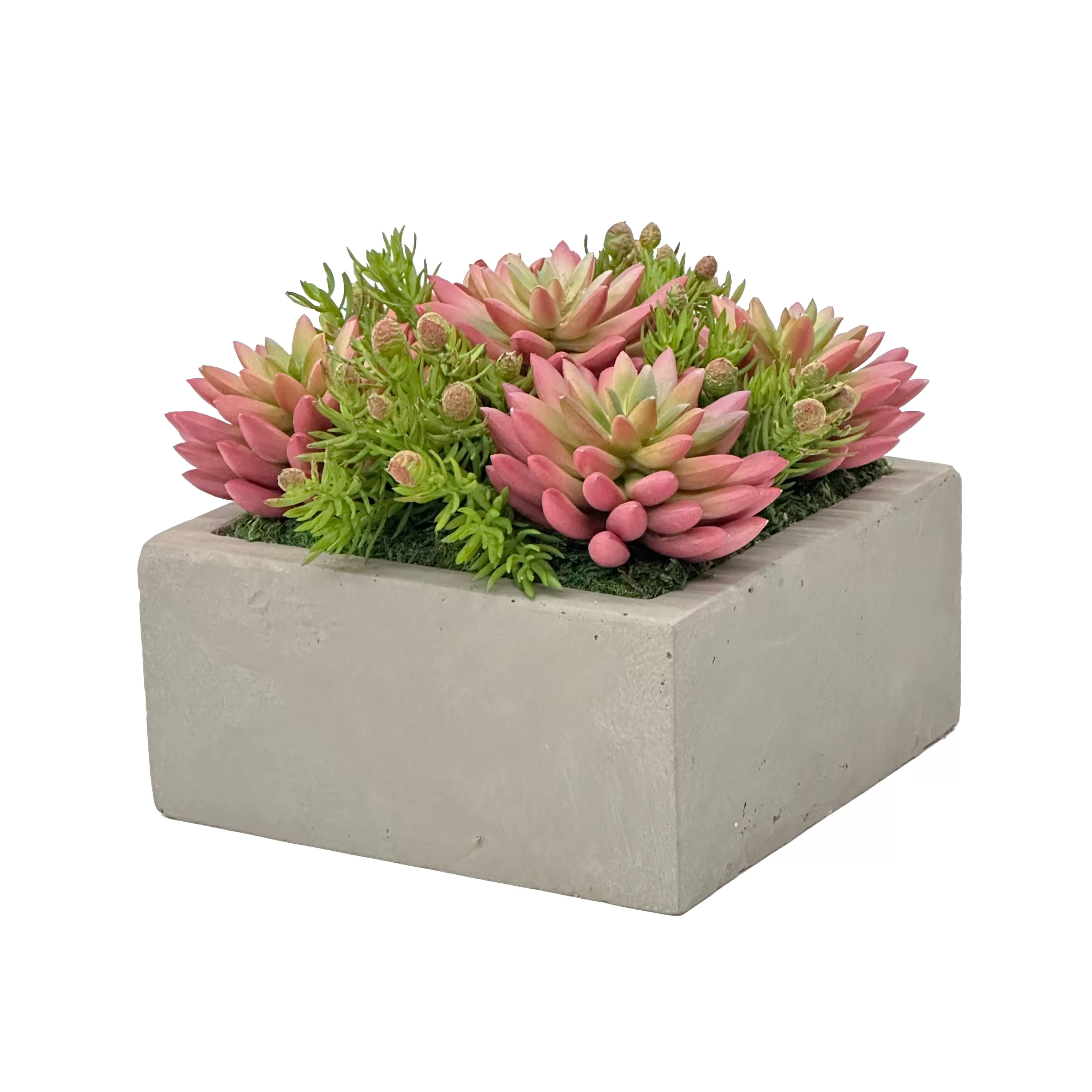 Cheap Mix Succulent in Square Planter 8.5" Succulent Arrangements | Outdoor Patio