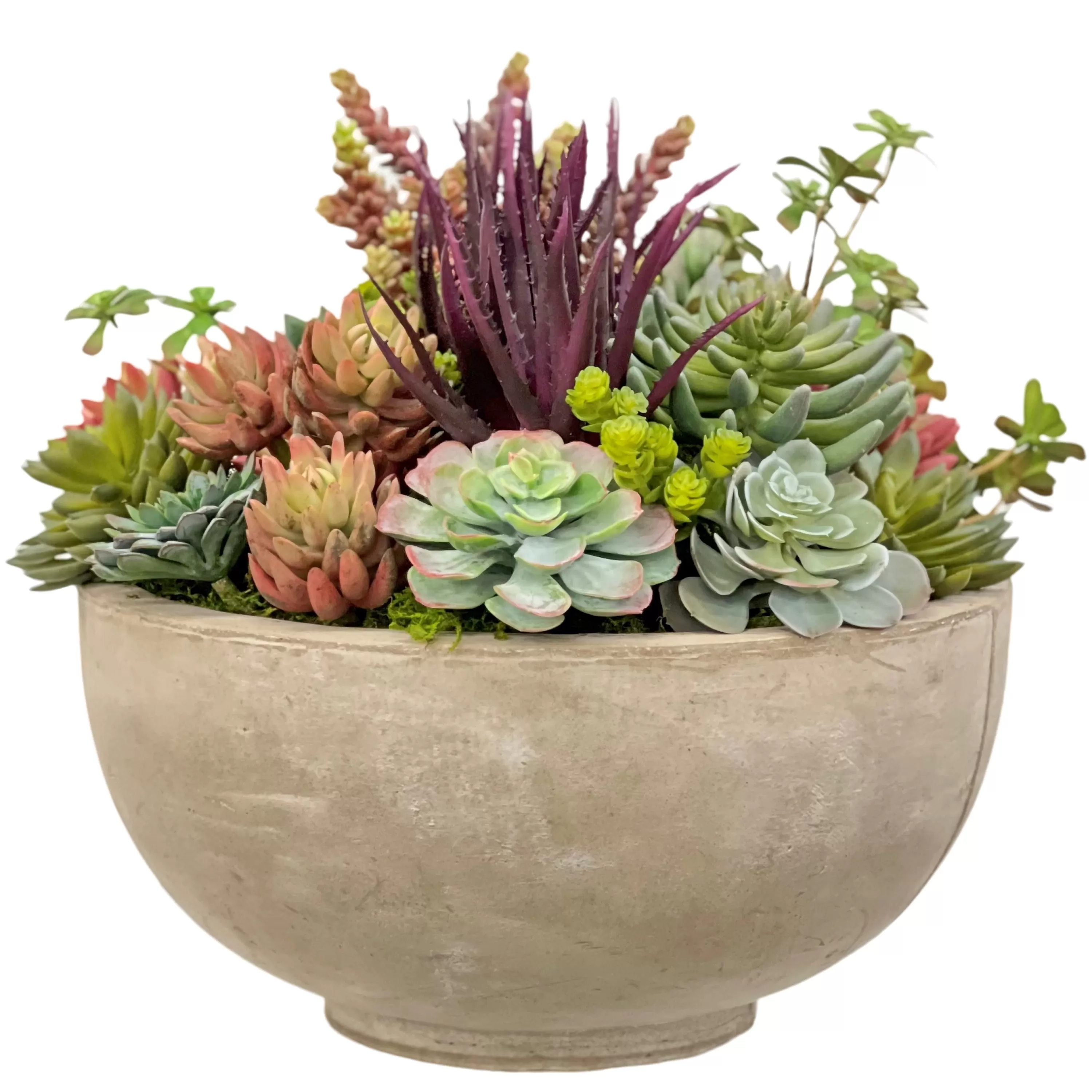 Best Sale Mix Succulents in Bowl 18.5" Succulent Arrangements | Outdoor Patio