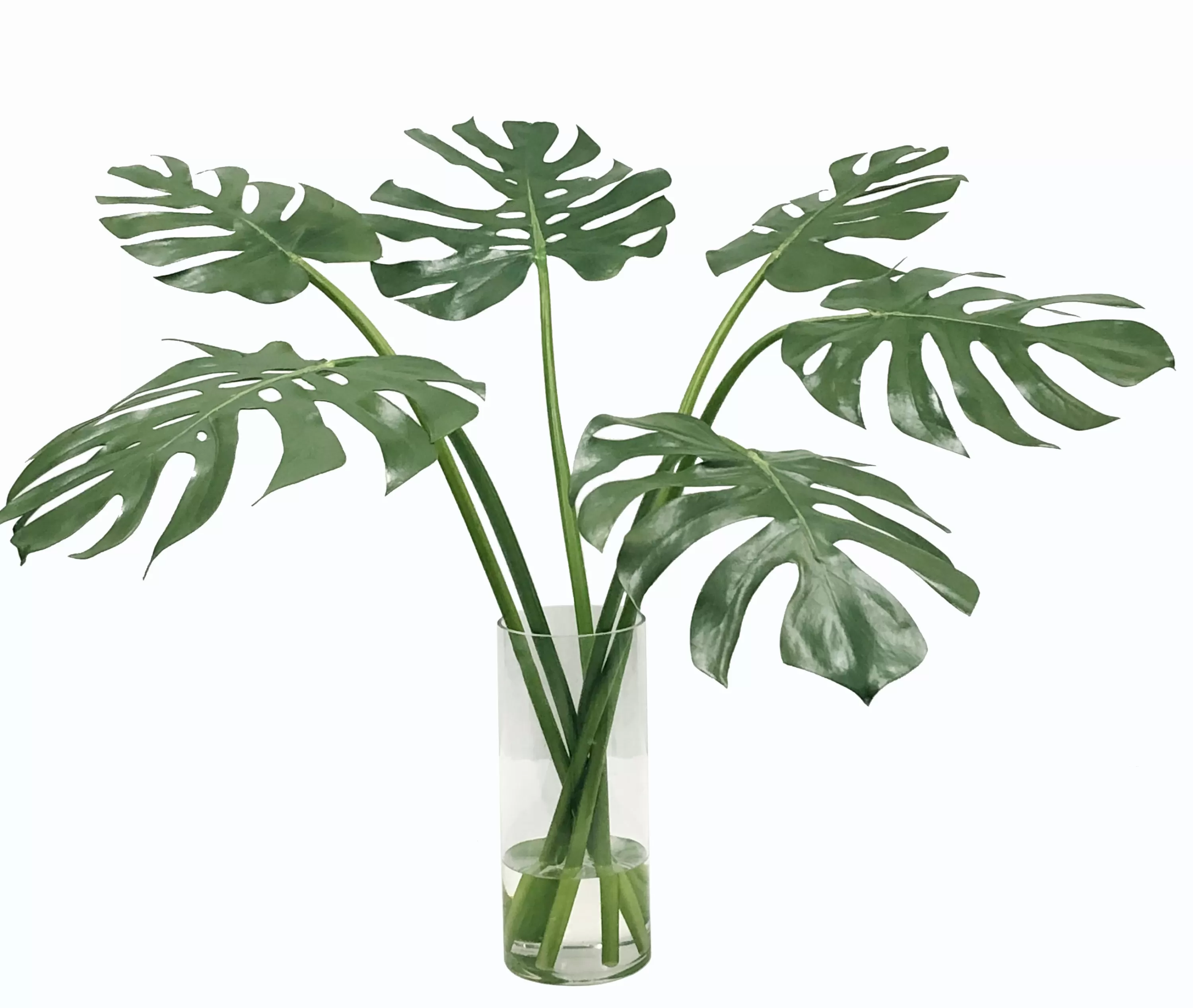 Best Sale MULTI MONSTERA IN VASE 31" Tabletop Greenery | Tabletop