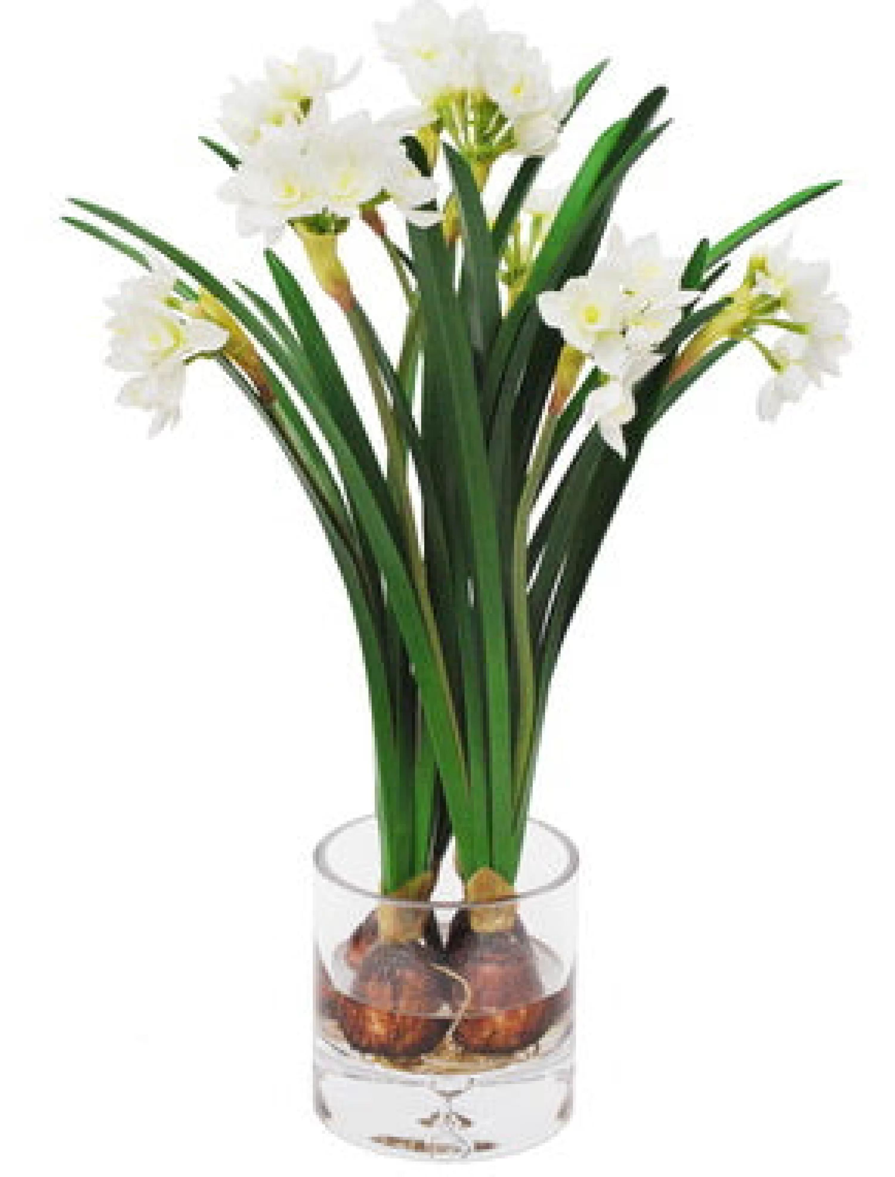 Best Narcissus in Clear Vase 17.5" Bianco