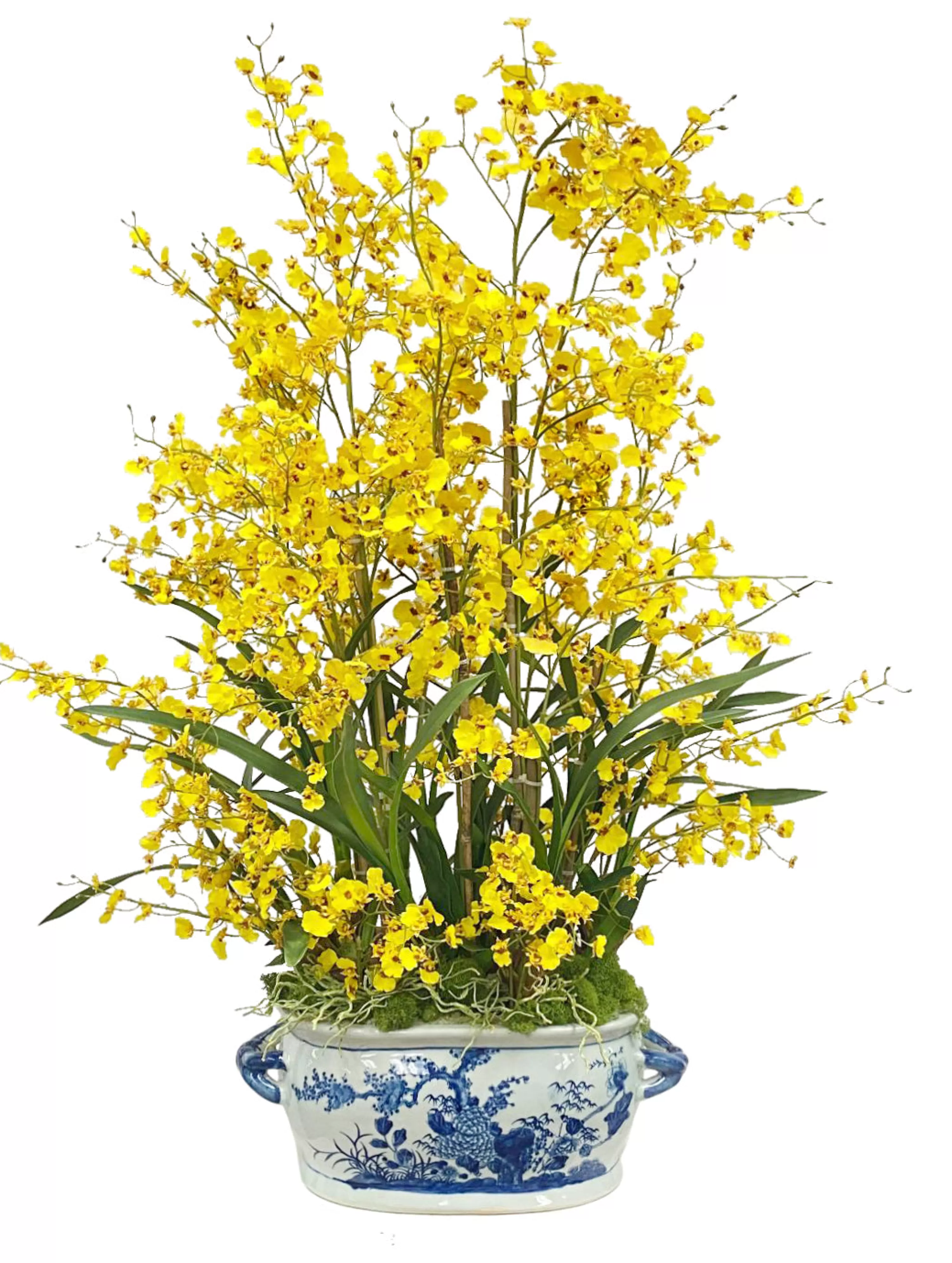 Best Sale ONCIDIUM IN CERAMIC POT WITH HANDLE 43" Highland Park