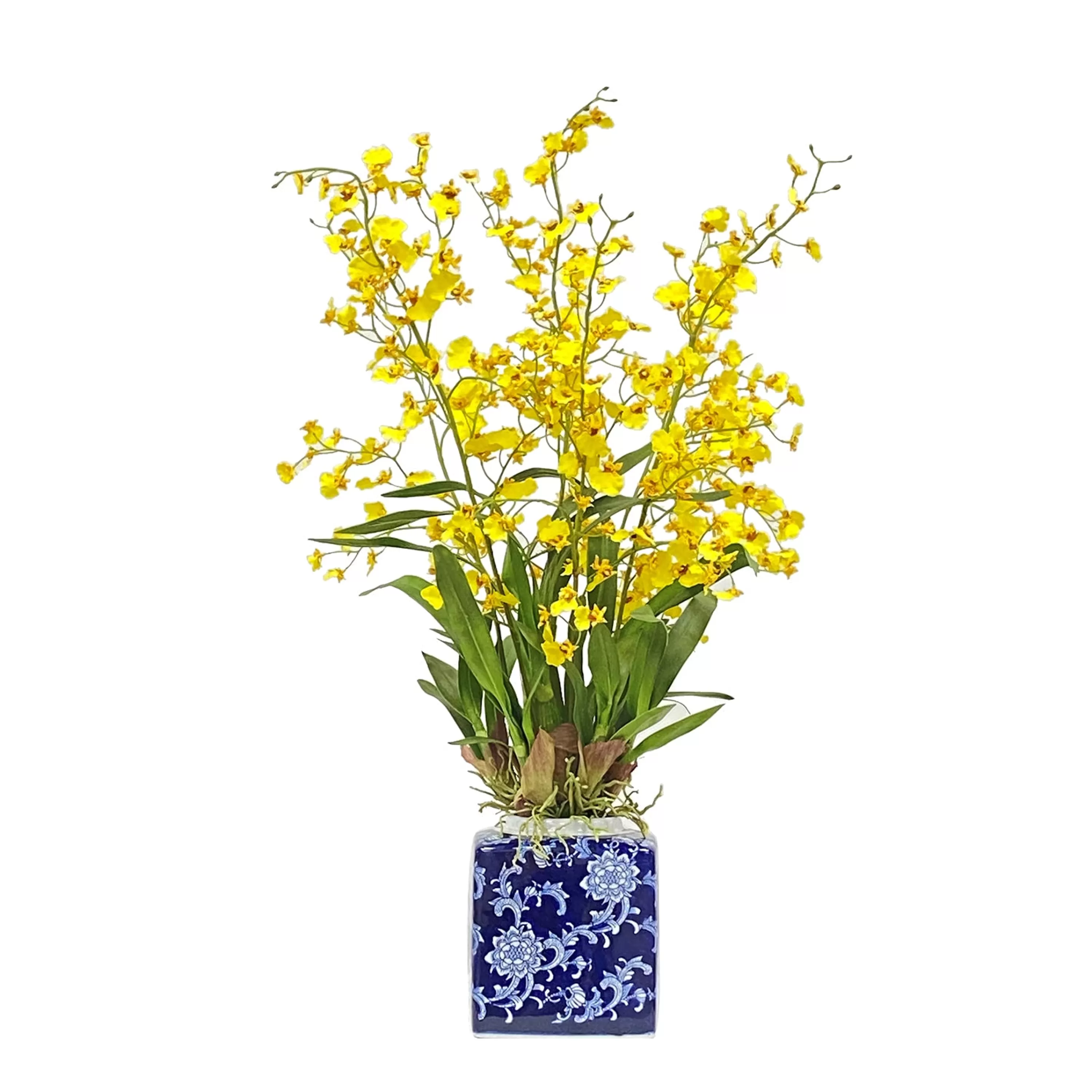 Flash Sale Oncidium Orchid in Blue & White Pot 31-inches tall Highland Park