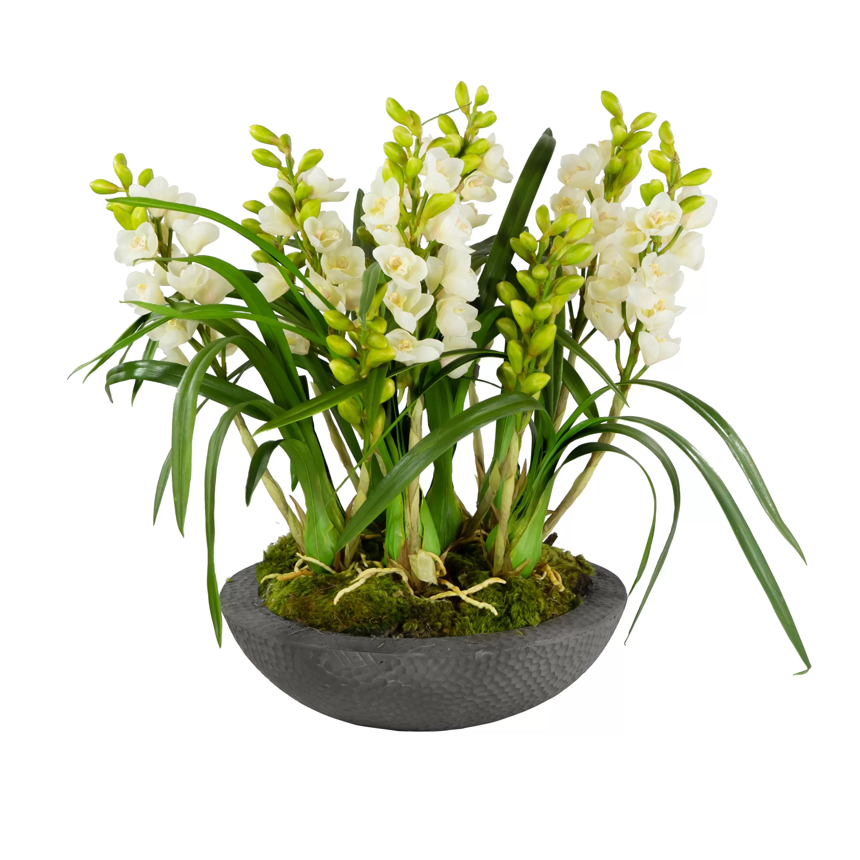 Cheap ORCHID CYMBIDIUM IN PLANTER 27" Tabletop