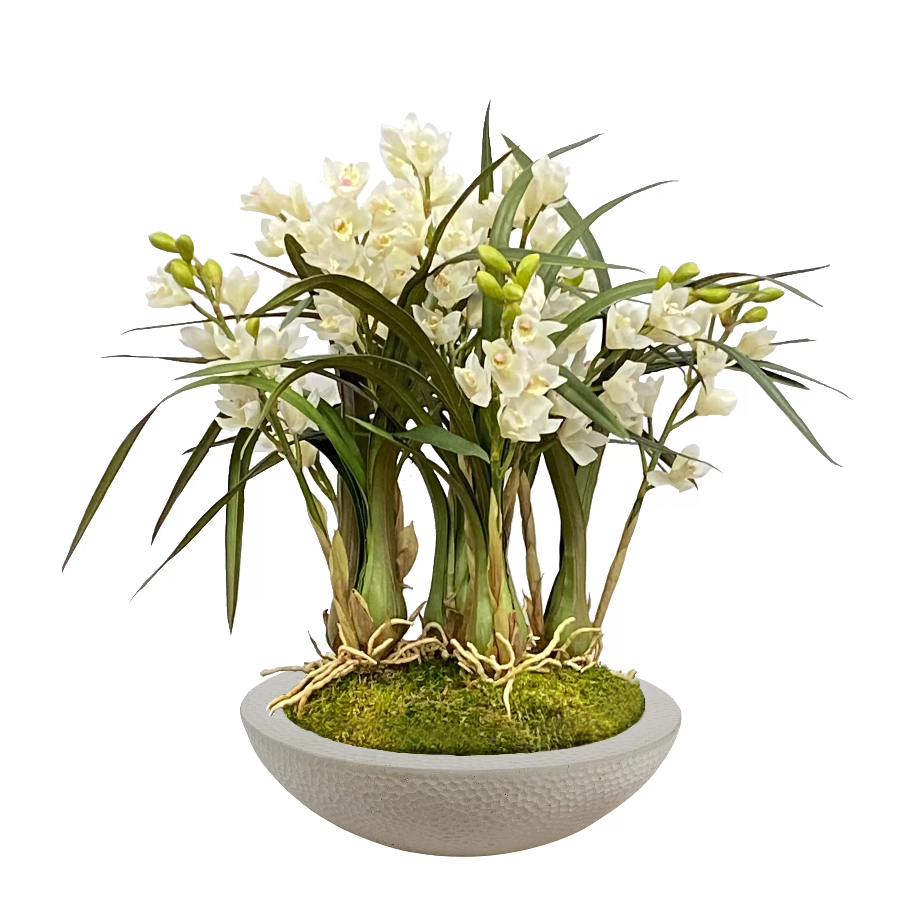 Cheap ORCHID CYMBIDIUM IN PLANTER 27" Outdoor Patio