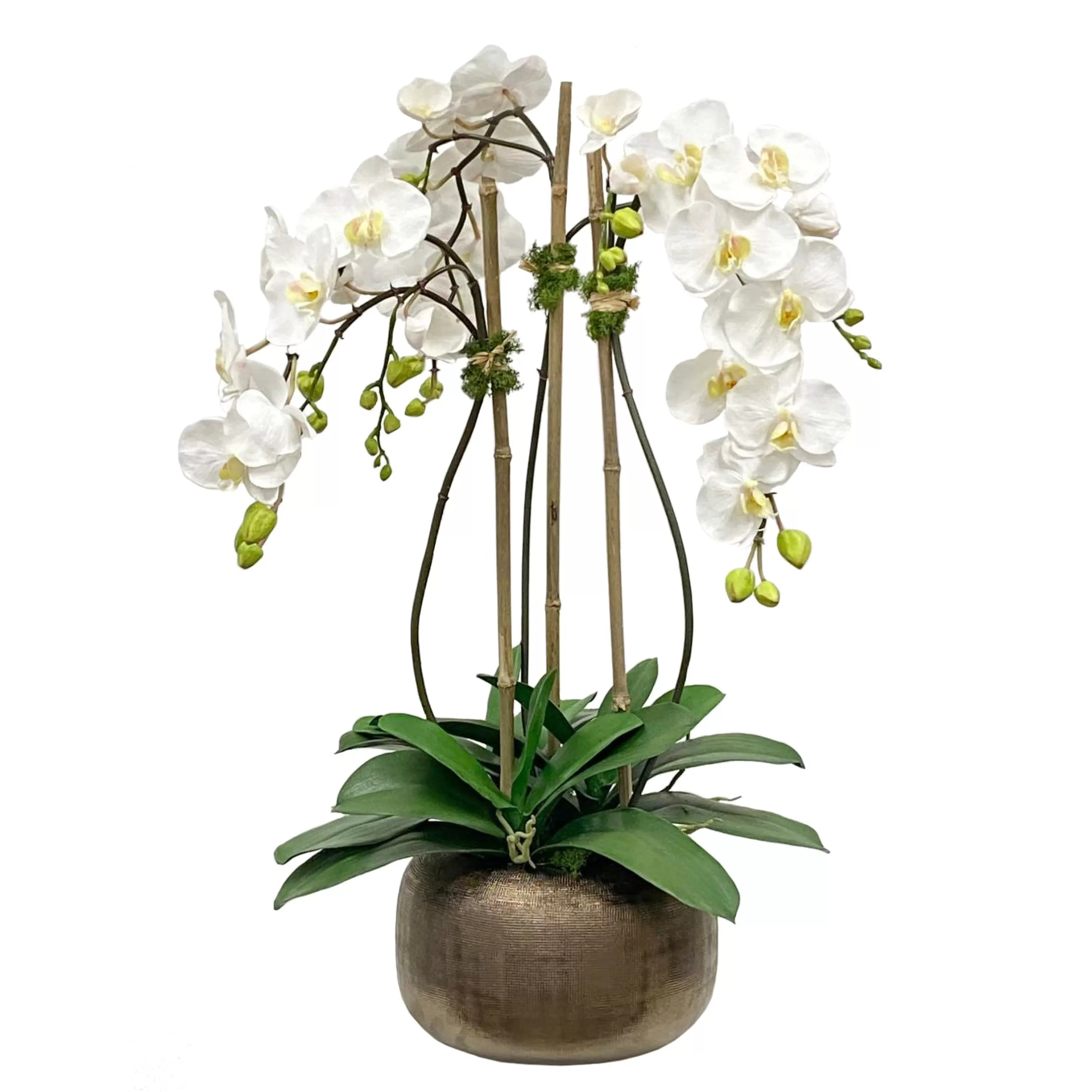 New Orchid in Antique Pot 28" Urban