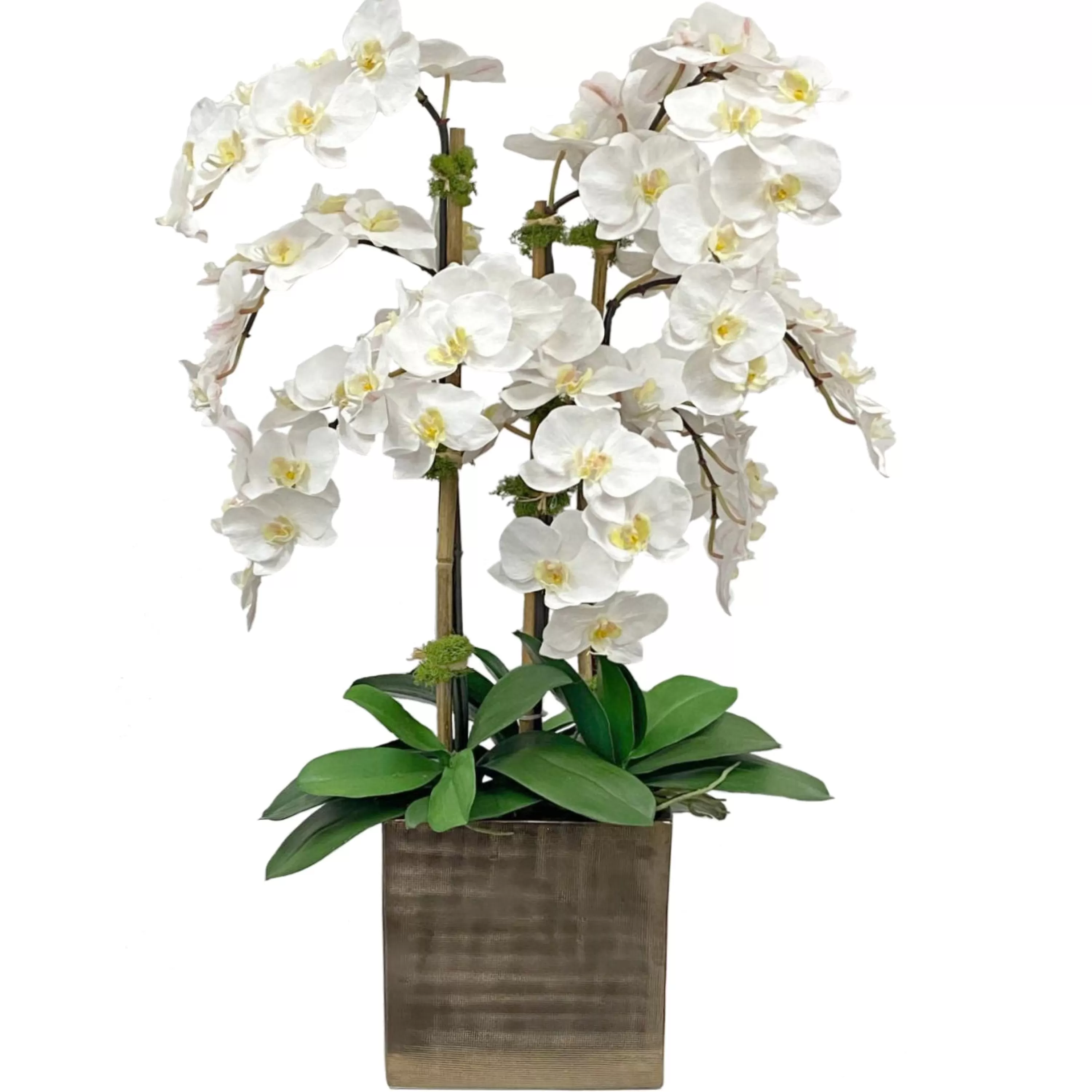 Discount Orchid in Antique Vase 36" Urban