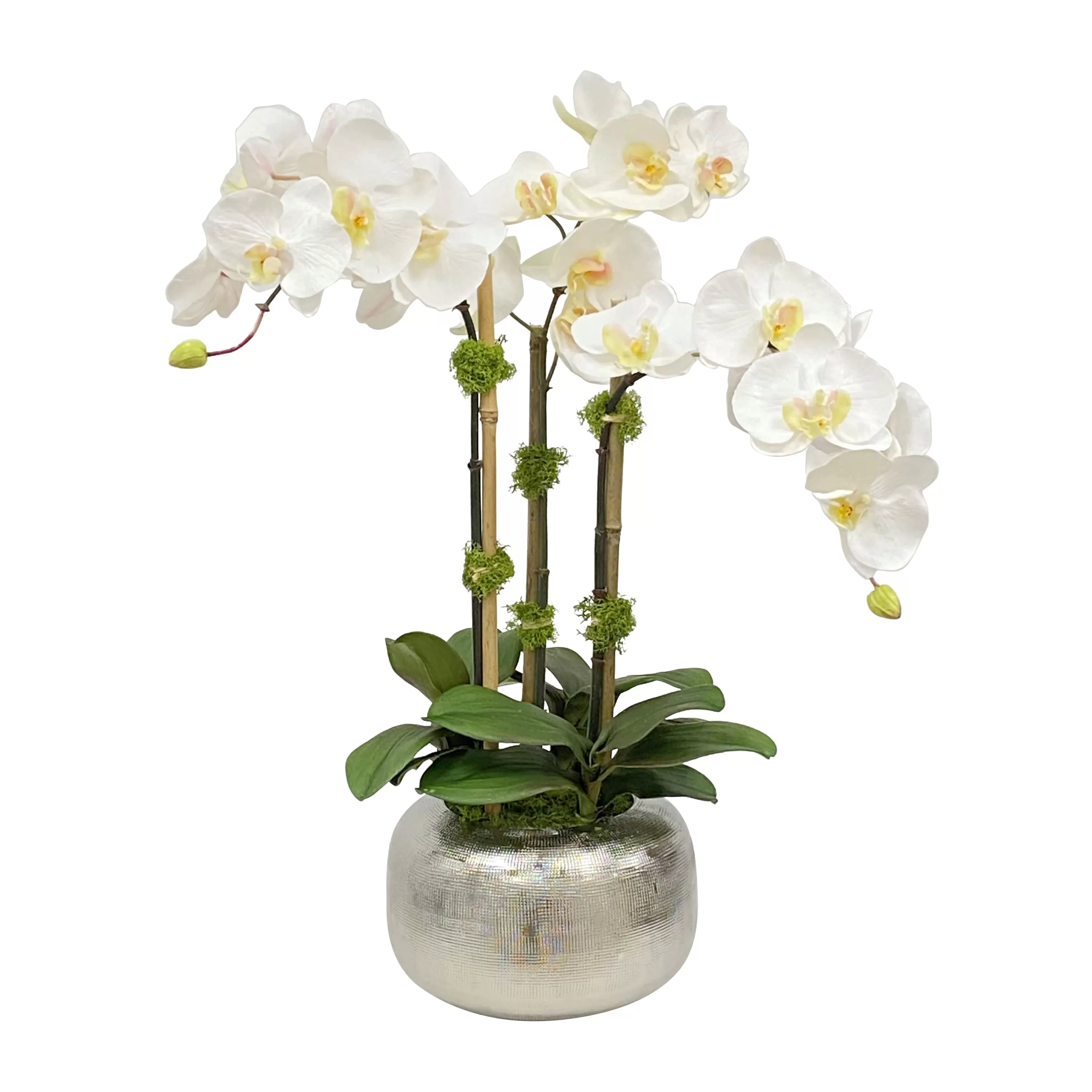 Fashion ORCHID IN ARTISANAL POT 22" Manhattan