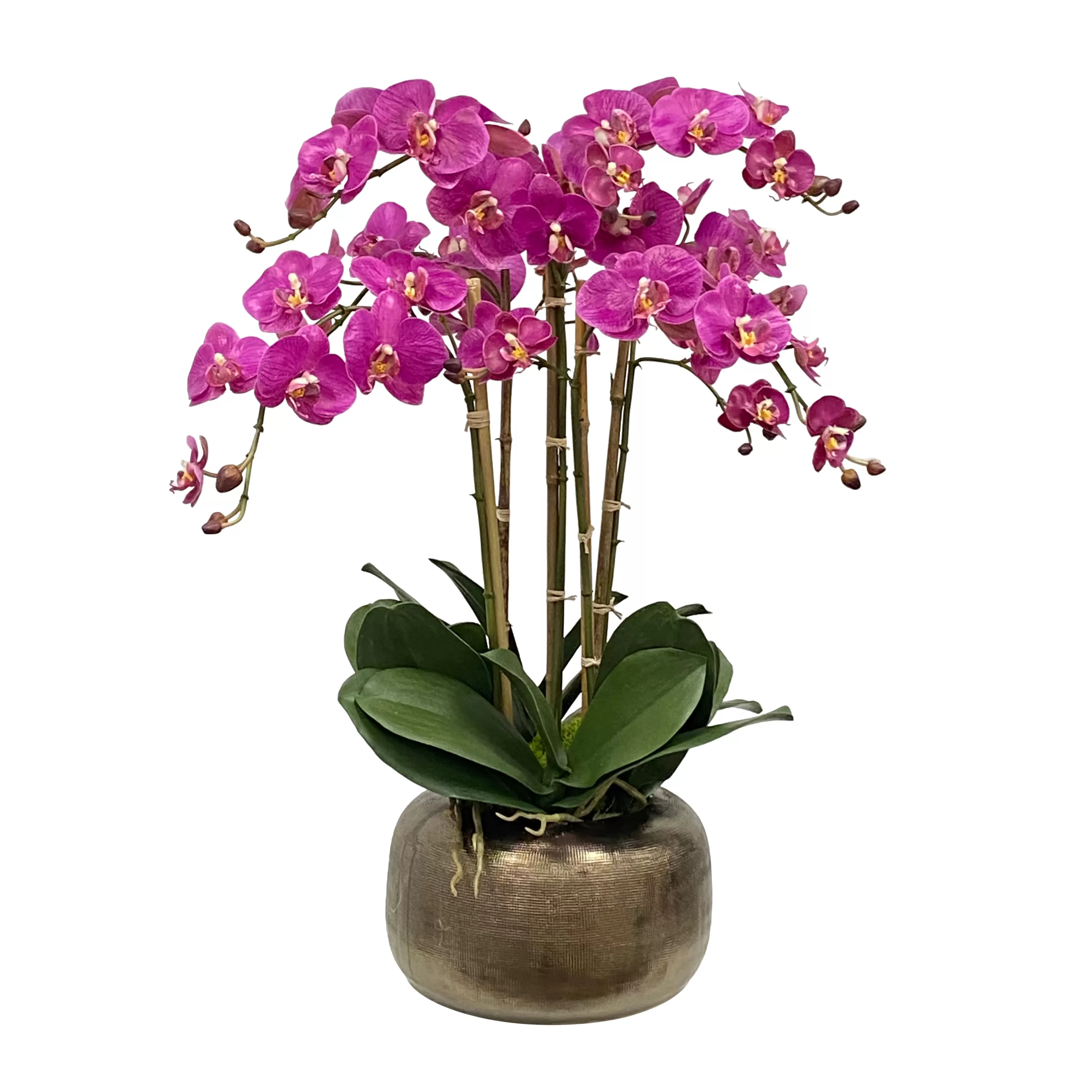 New Orchid in Artisanal Pot 27" Urban