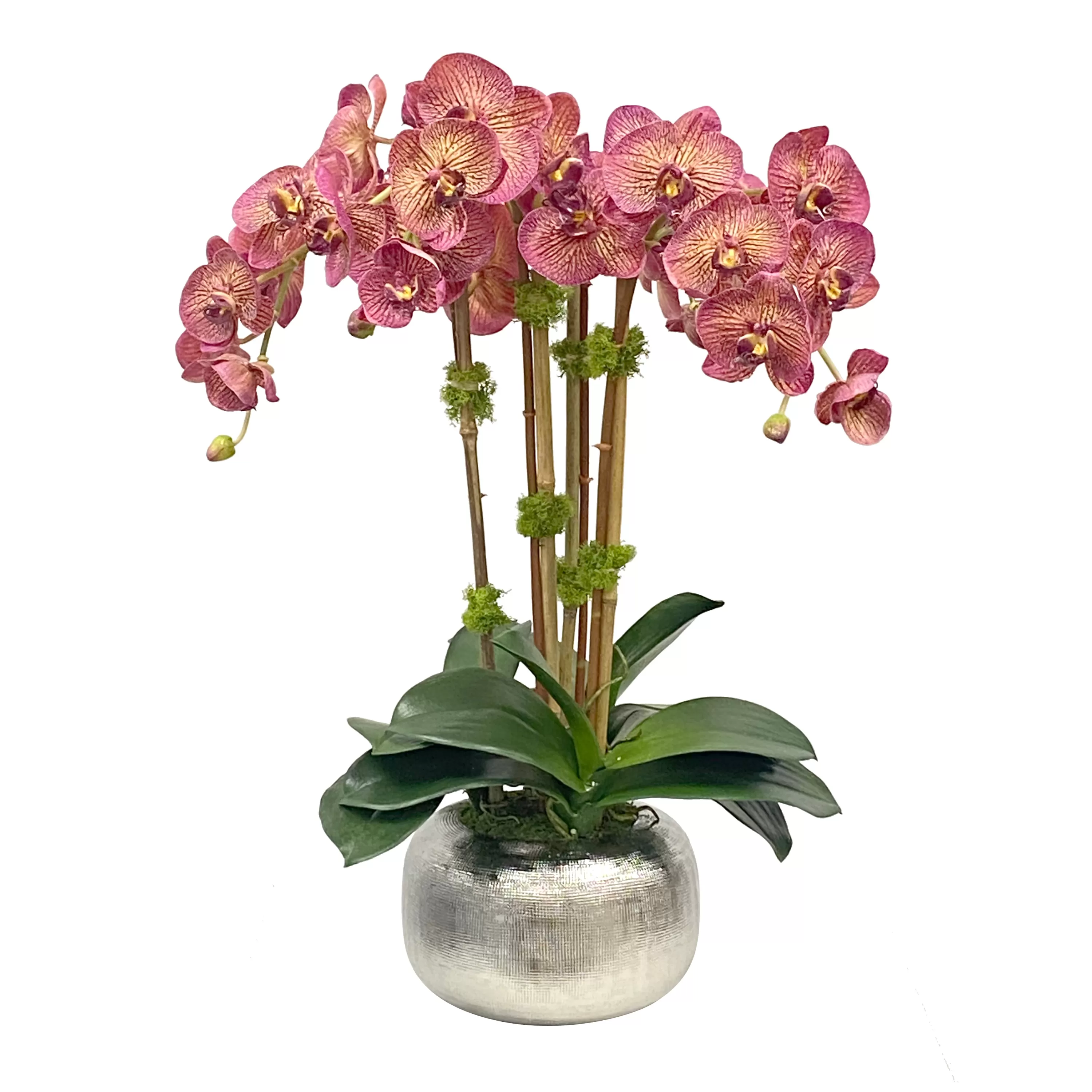 New Orchid in Artisanal Pot 24" Manhattan