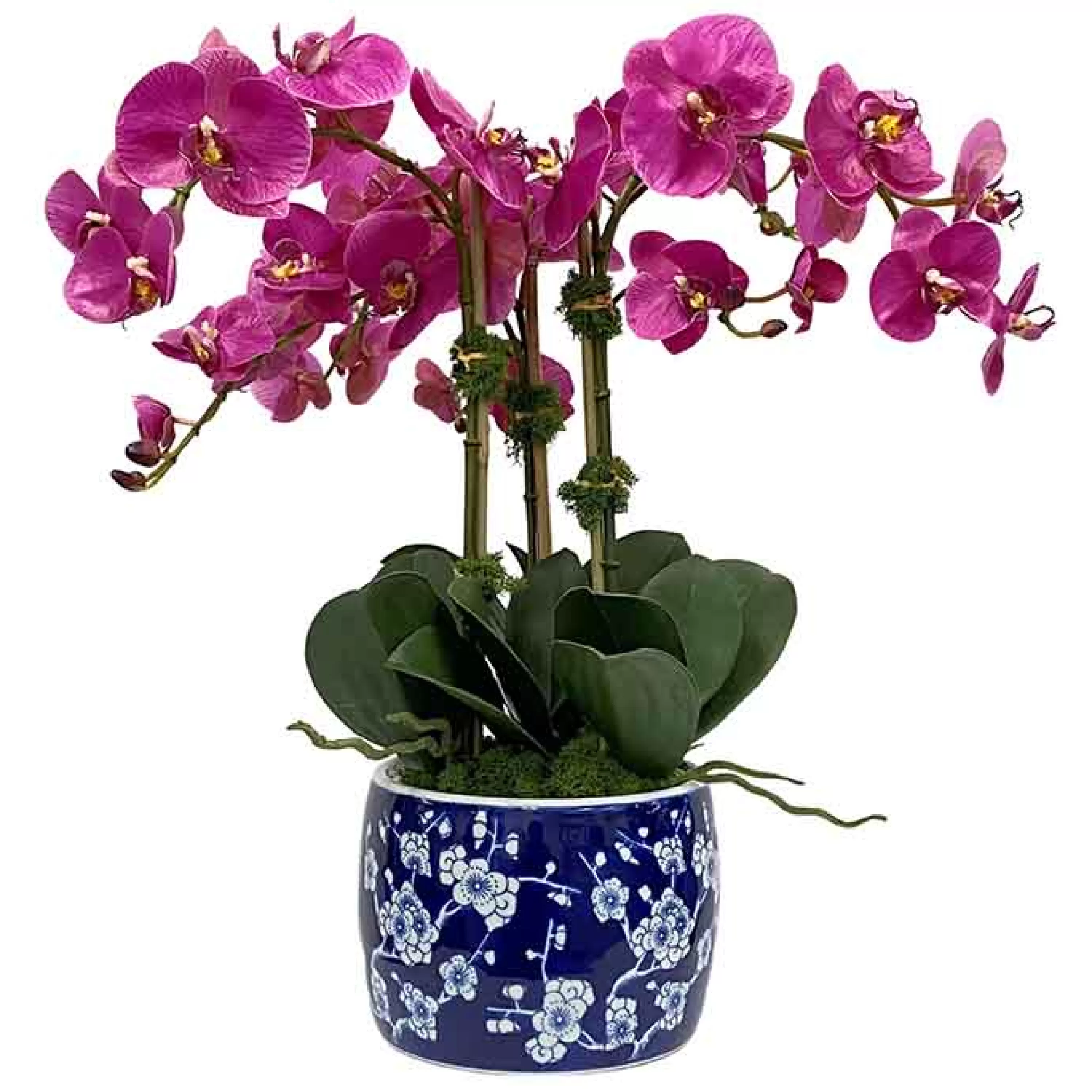 Hot Orchid in Blossom Planter 22" Highland Park