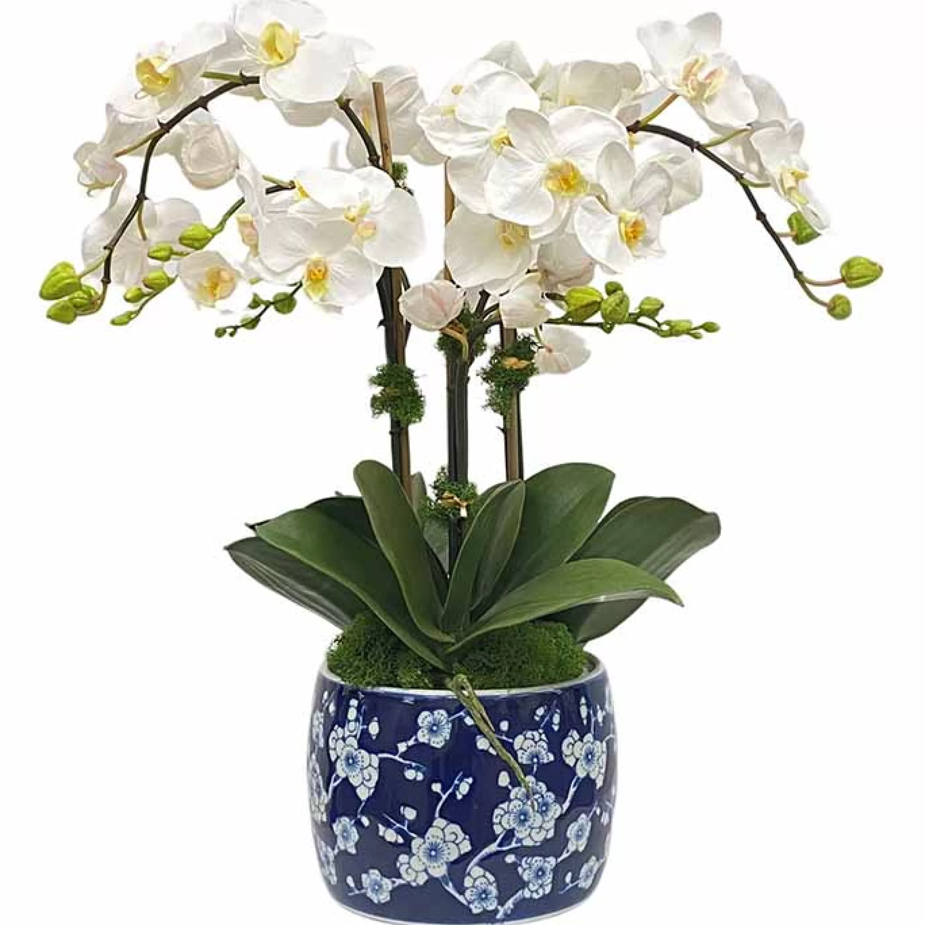 Hot Orchid in Blossom Planter 22" Highland Park