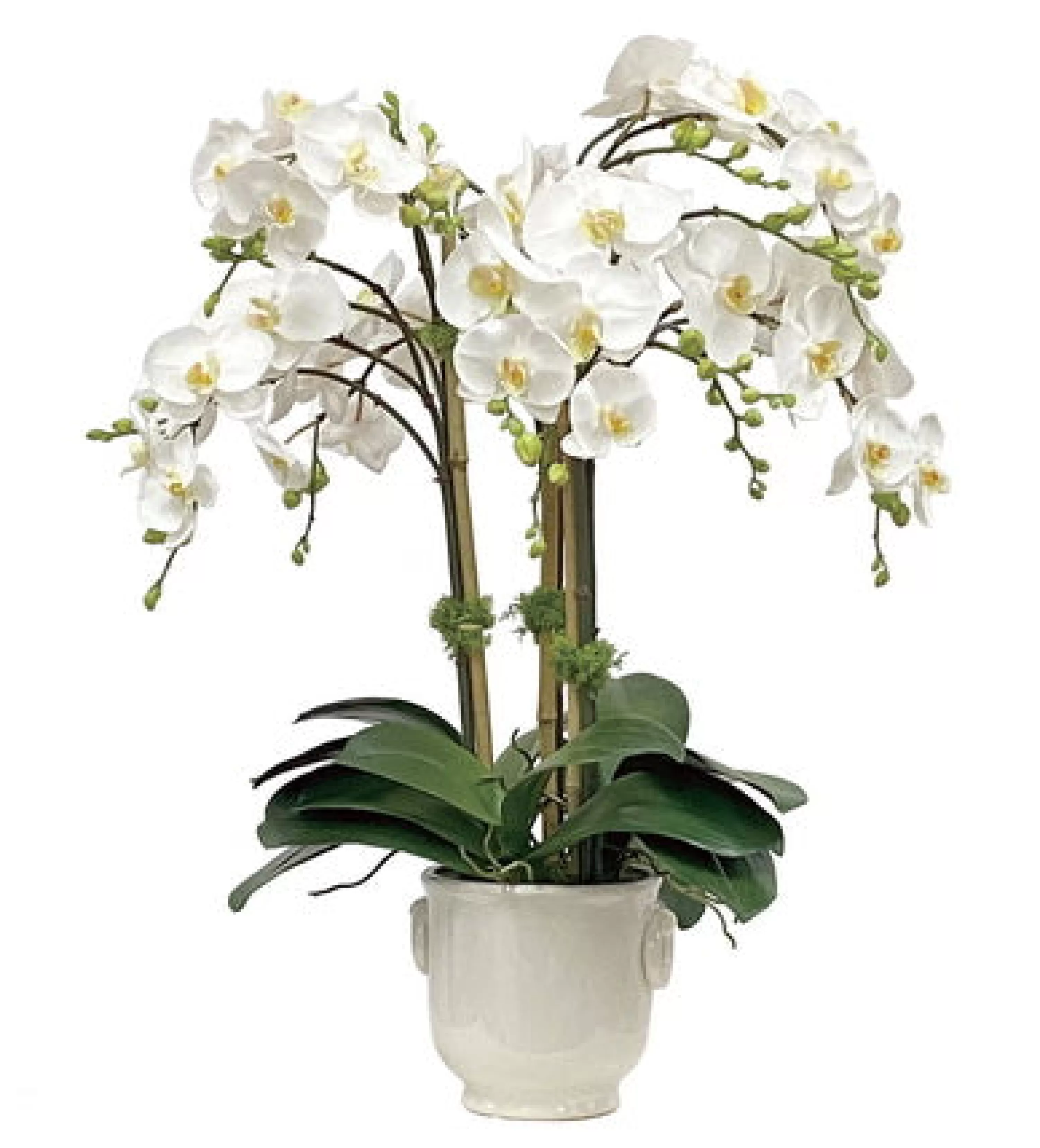 Shop Orchid in Cache Pot 24" Bianco