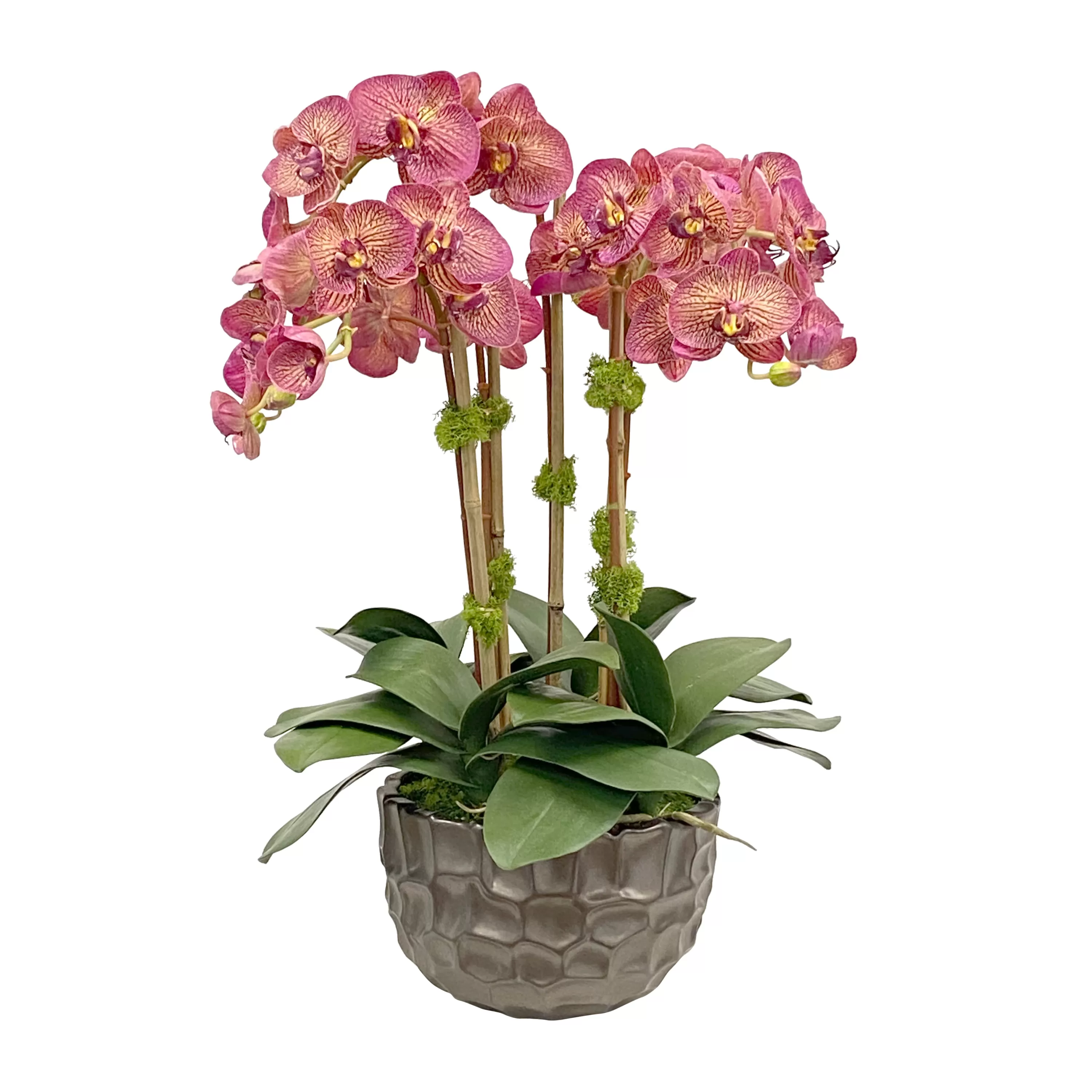 Store Orchid in Modern Bowl 25" Urban