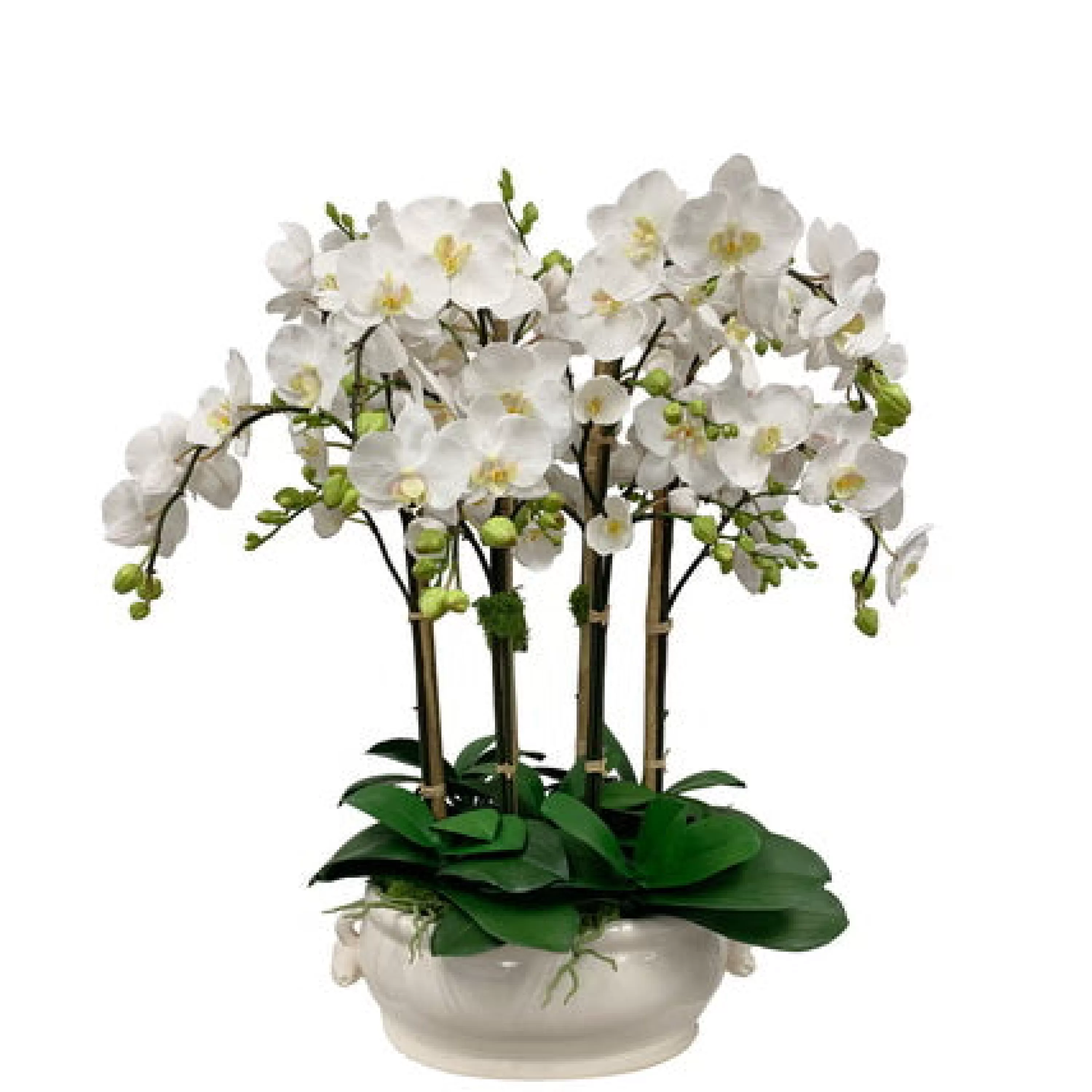 Cheap Orchid in Oval Cache Pot 31" Tabletop | Bianco