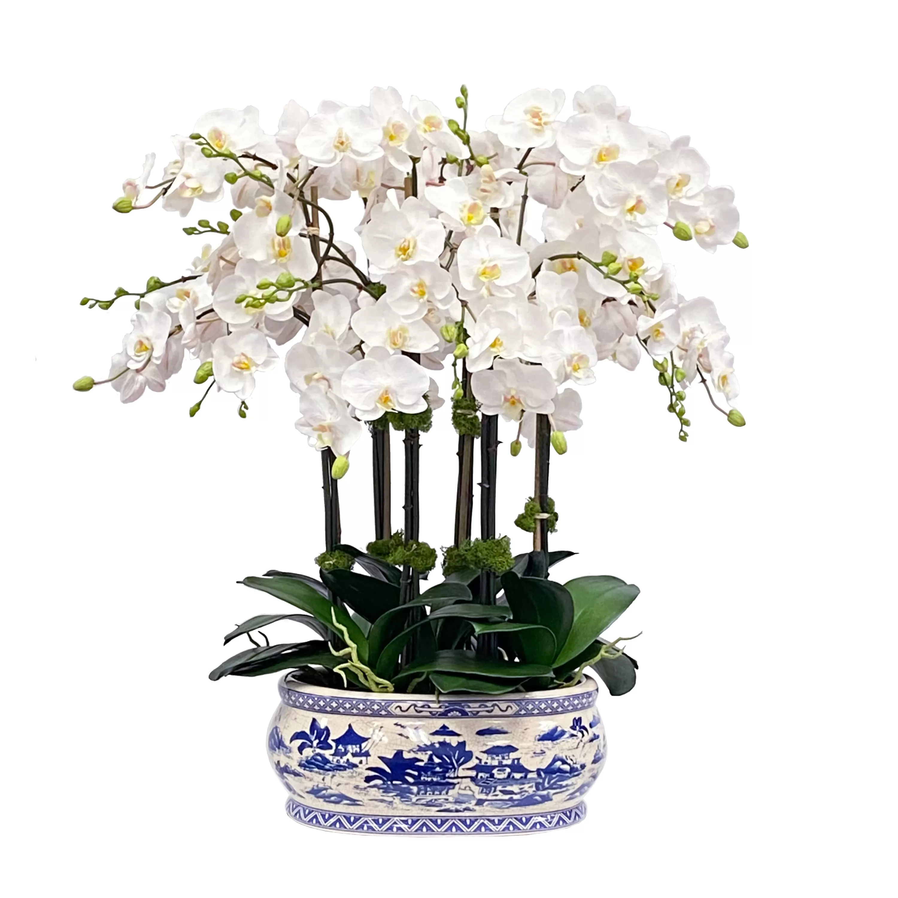 Hot Orchid in Oval Planter 31" Dining Centerpieces | Highland Park