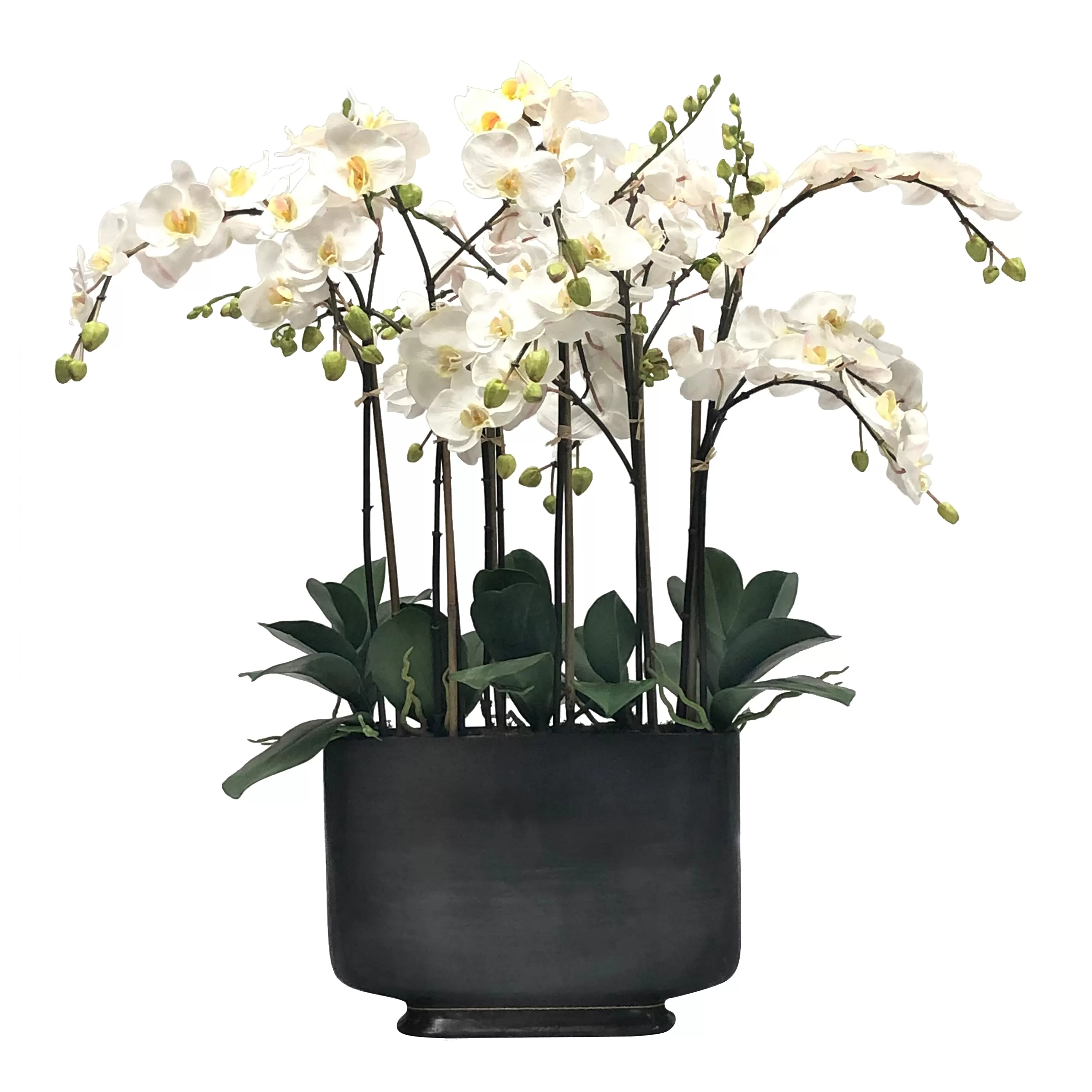 Best ORCHID IN RECTANGLE VASE 35" Tabletop | Manhattan