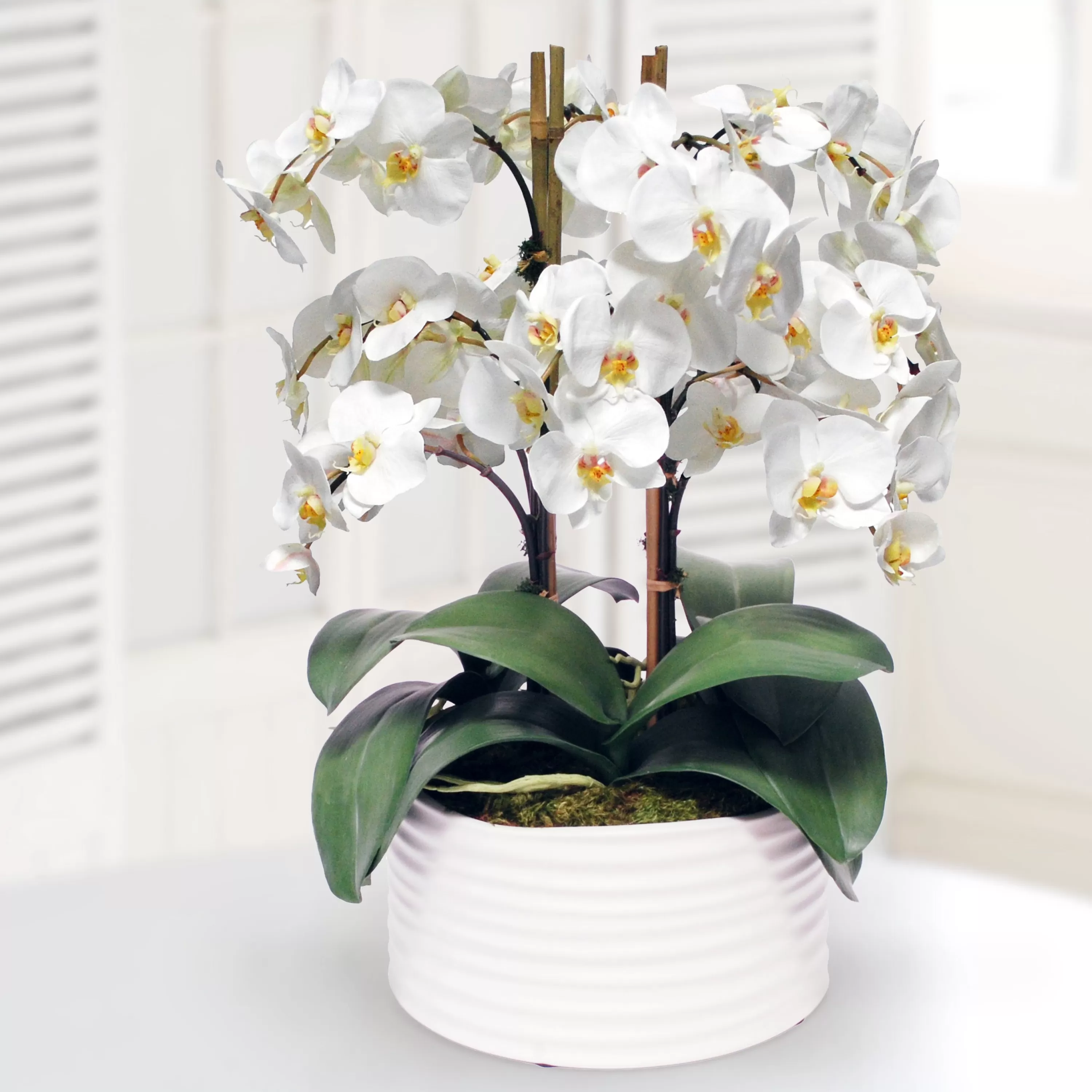 Online ORCHID IN URBAN COIL PLANTER 13" Tabletop