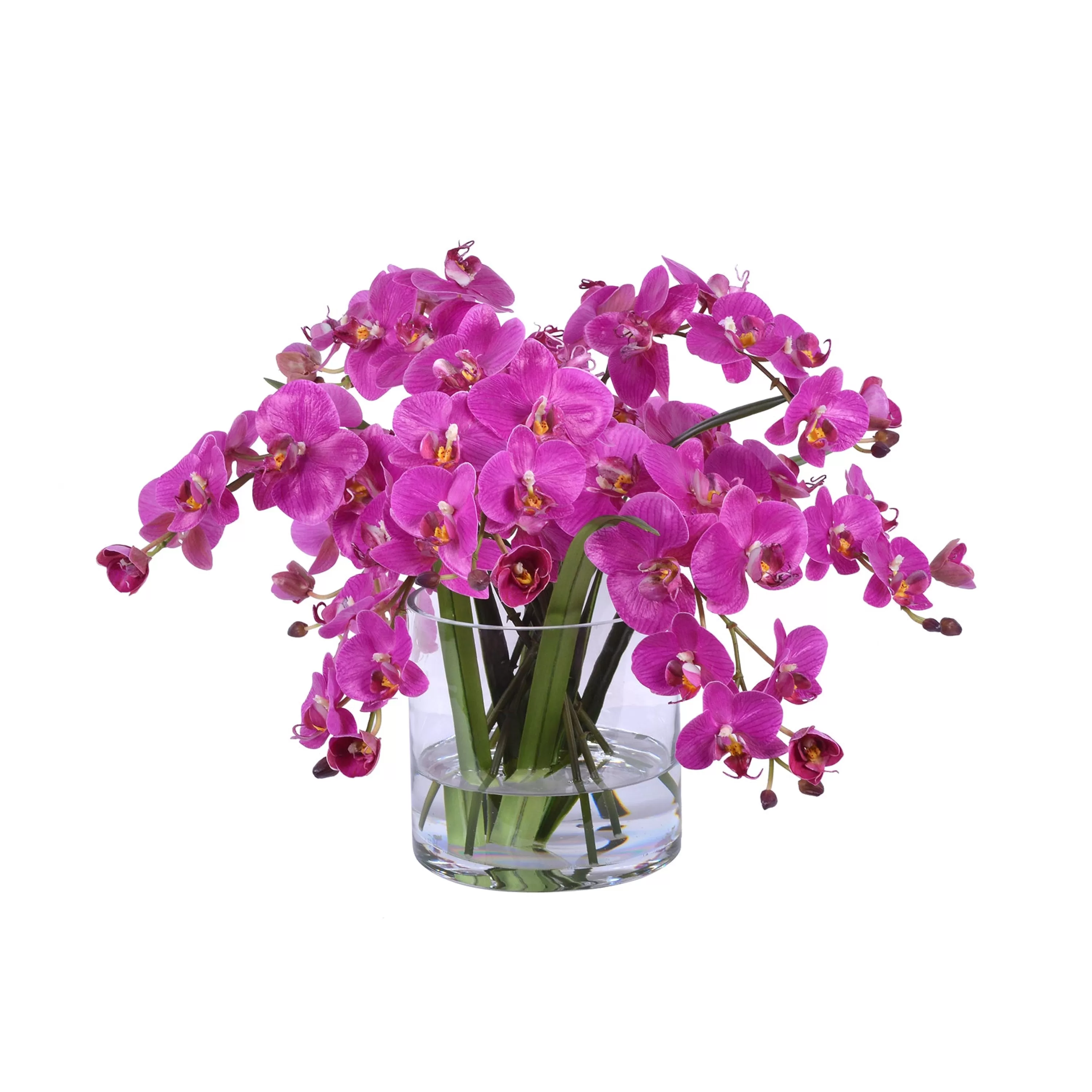 Cheap Orchid Phalaenopsis in Glass 13" Urban