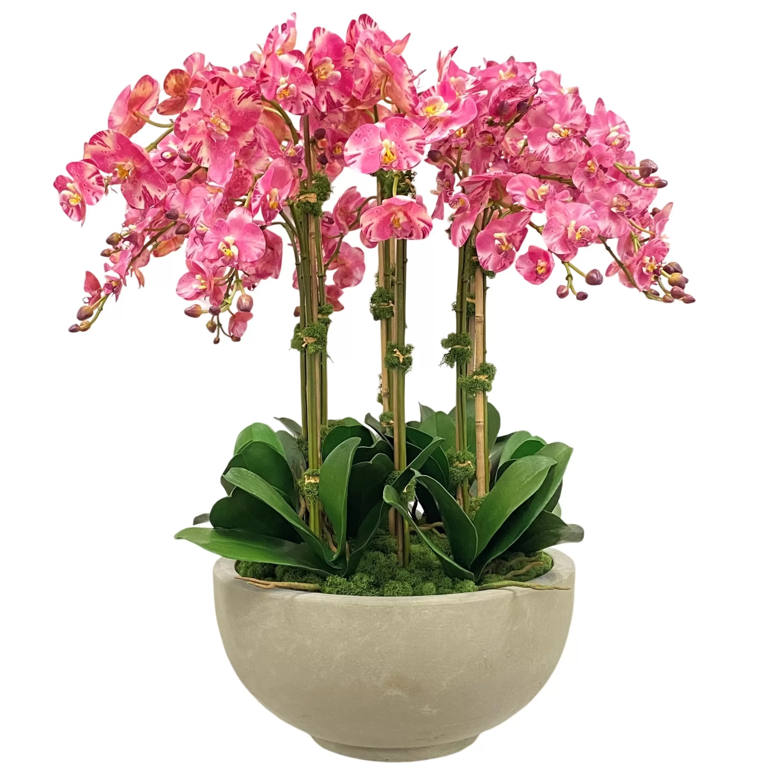 Discount Orchids in Bowl 34" Tabletop