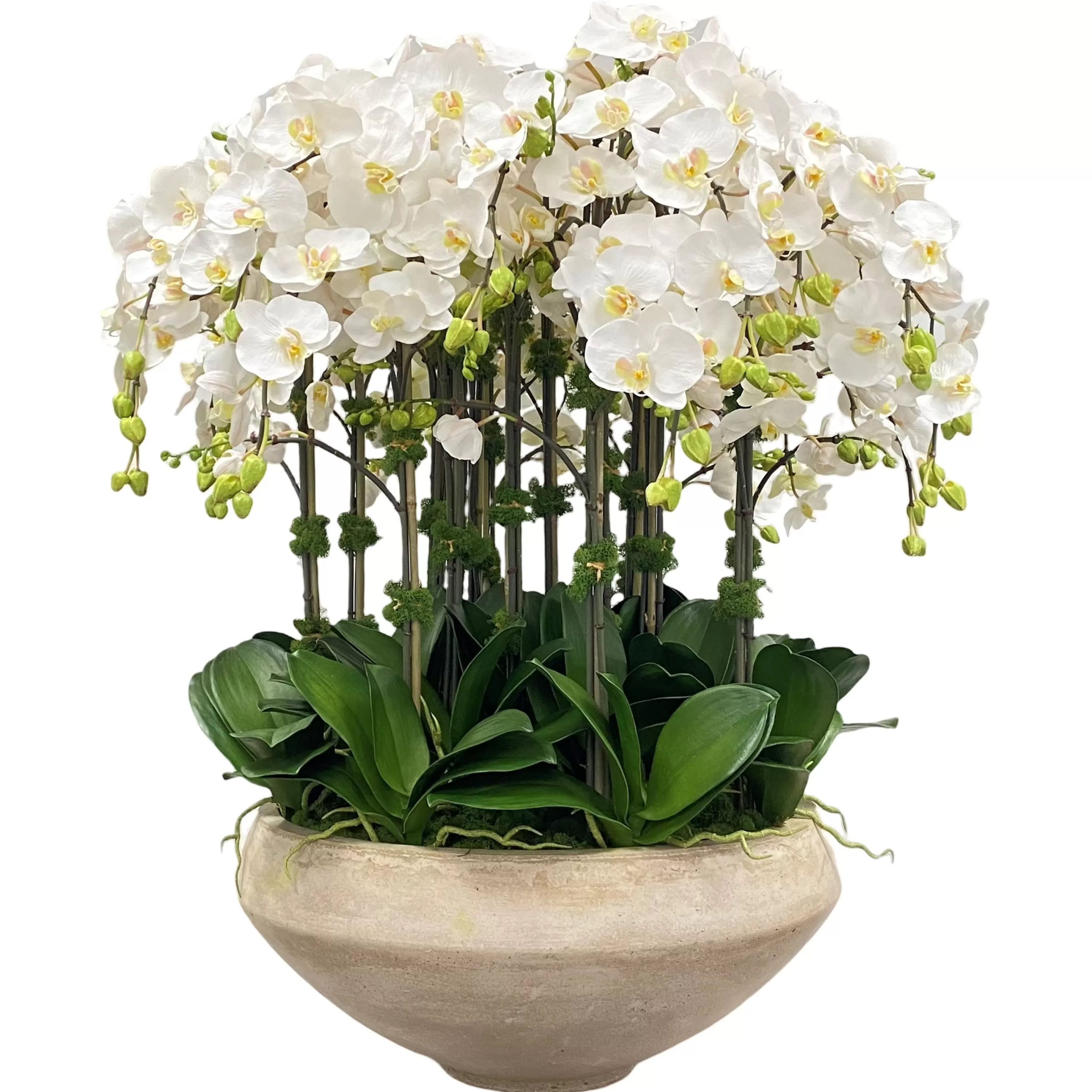 New Orchids in Bowl with Taper Bottom 38" Architectural Icons