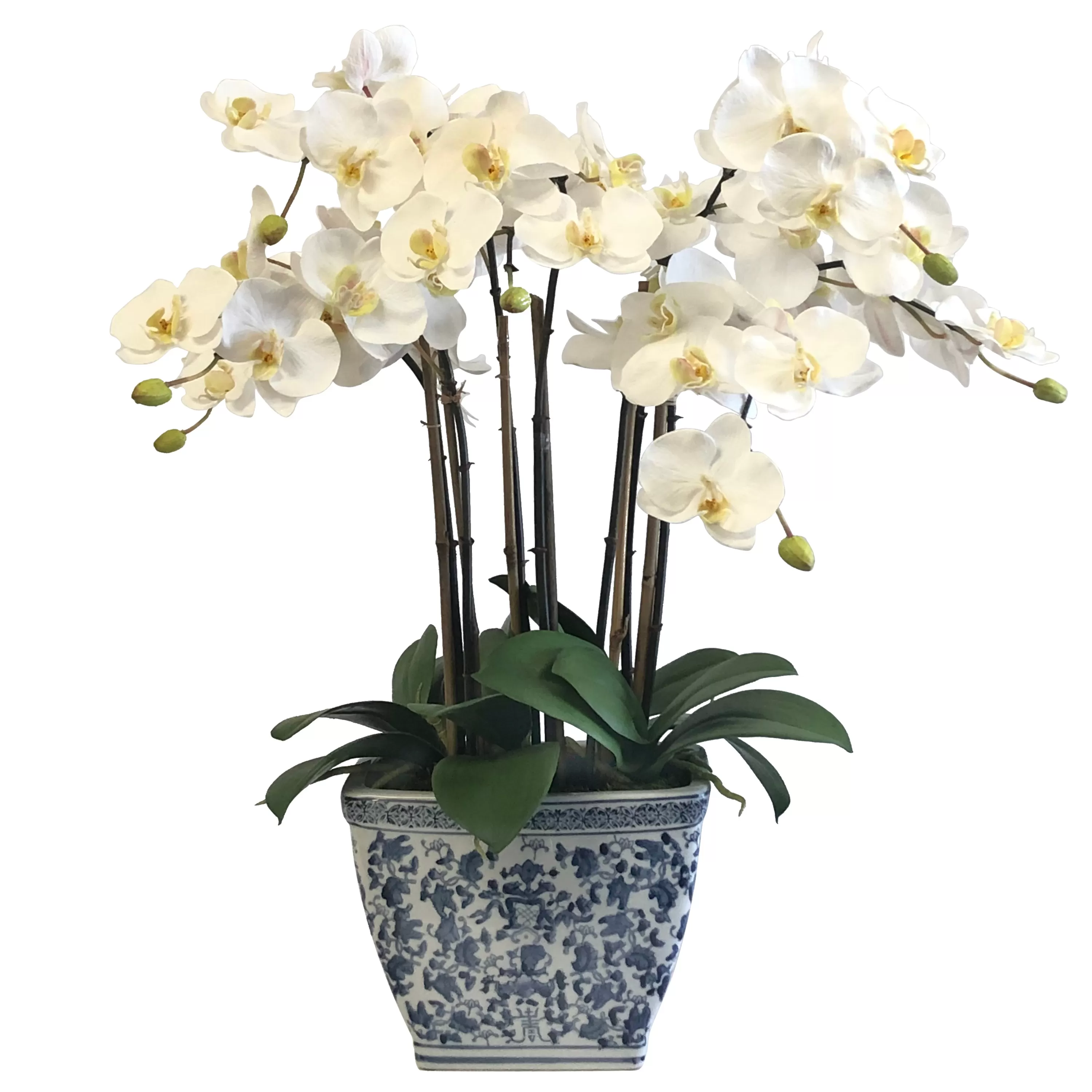 Shop Orchids in Rect Cache Pot 26" Tabletop