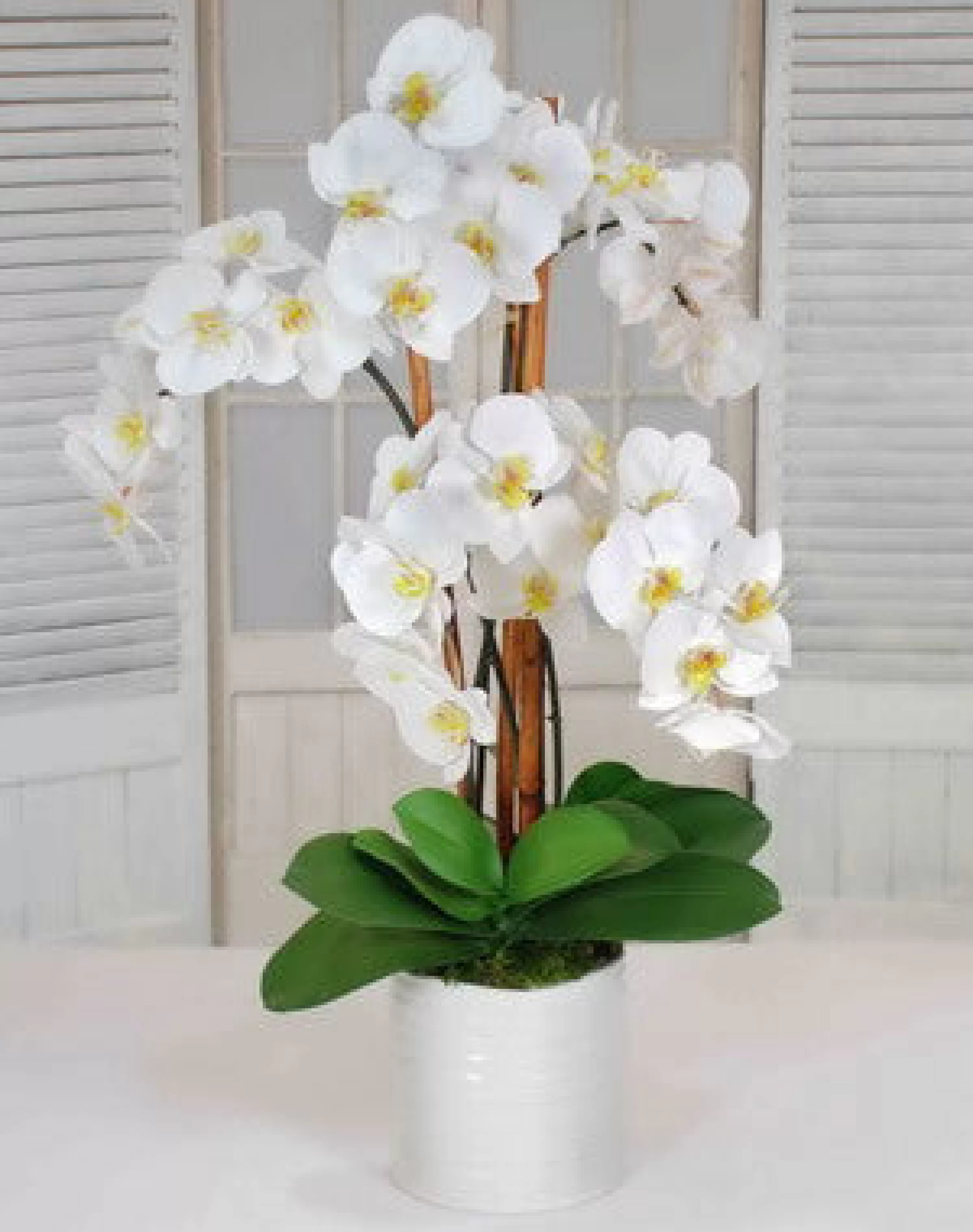 Outlet Orchids in Urban Coil Bowl 34" Rutherford | Bianco