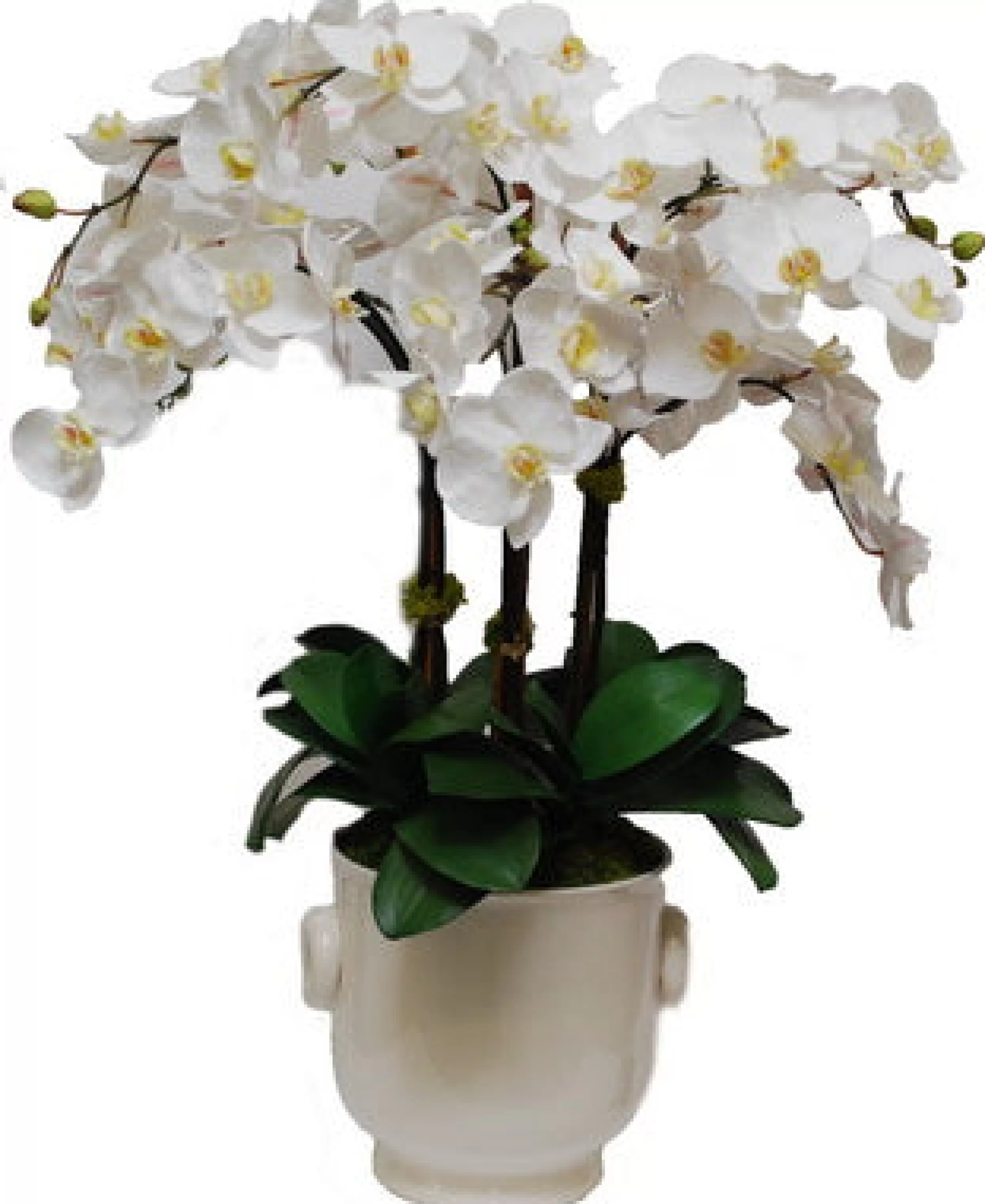 Best Phalaenopsis in Creamware Cache Pot 34" Bianco