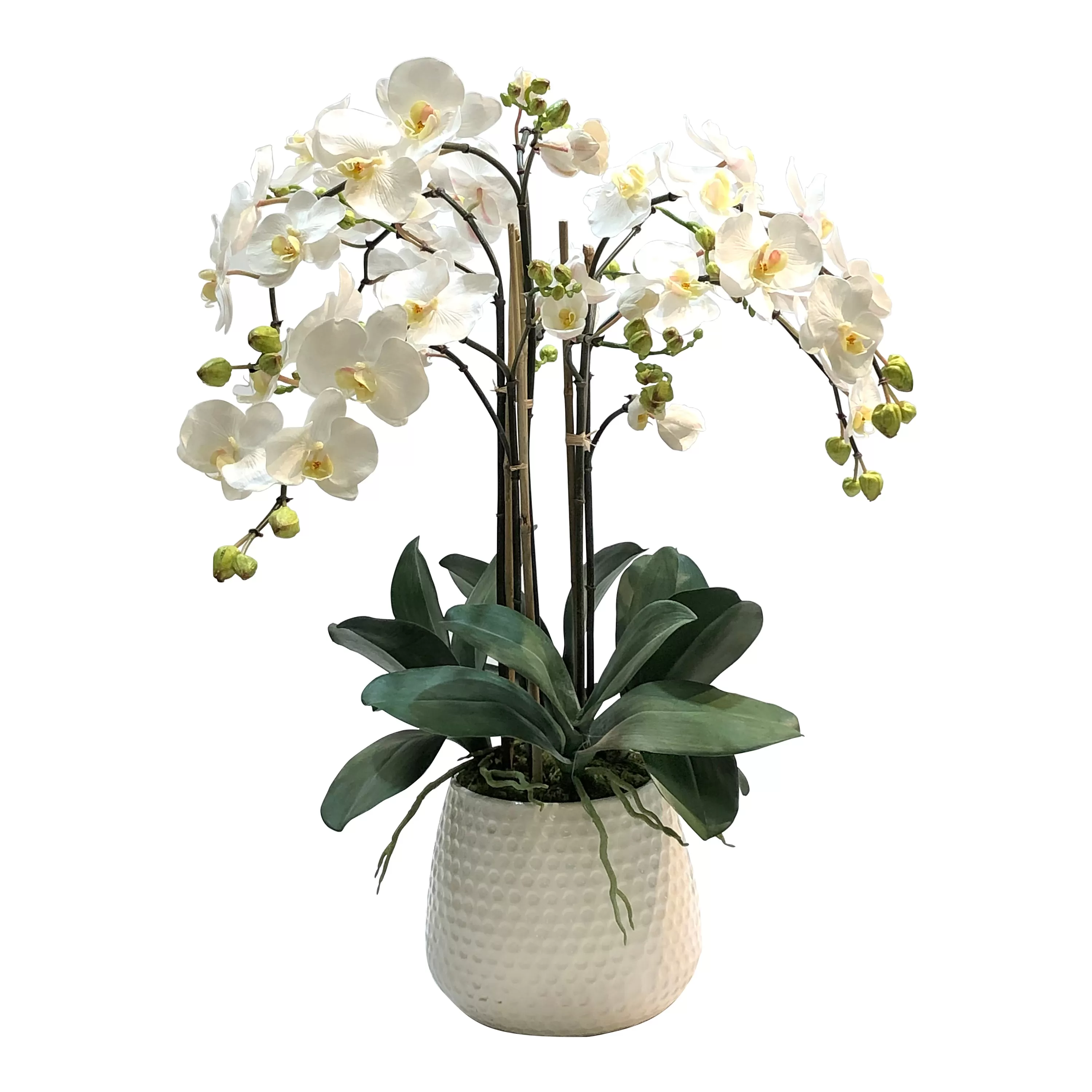 Flash Sale PHALAENOPSIS IN DURIAN CACHE POT (WHD227-WH) Tabletop