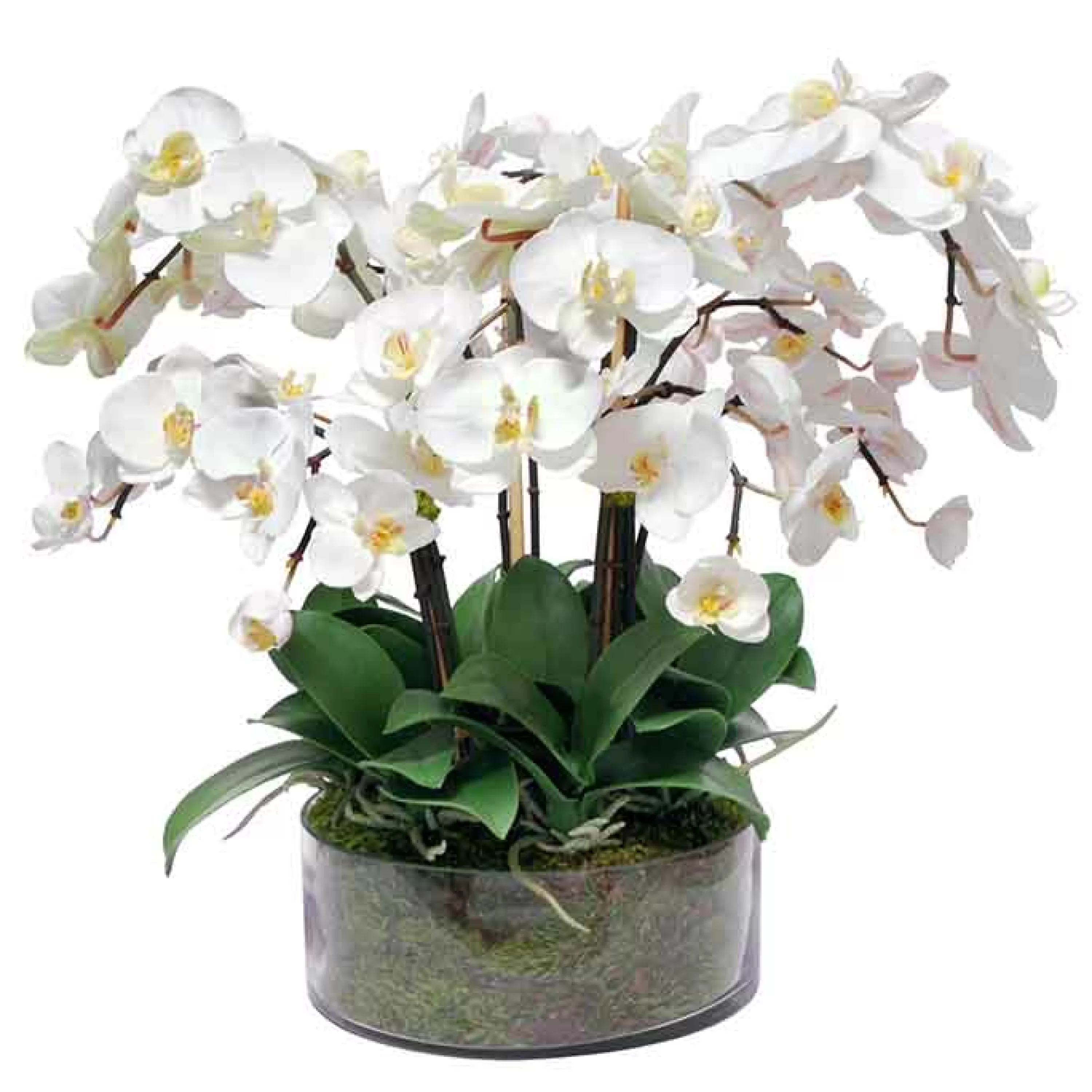 Best Sale Phalaenopsis in Open Cylinder Vase 19" Dining Centerpieces | Bianco