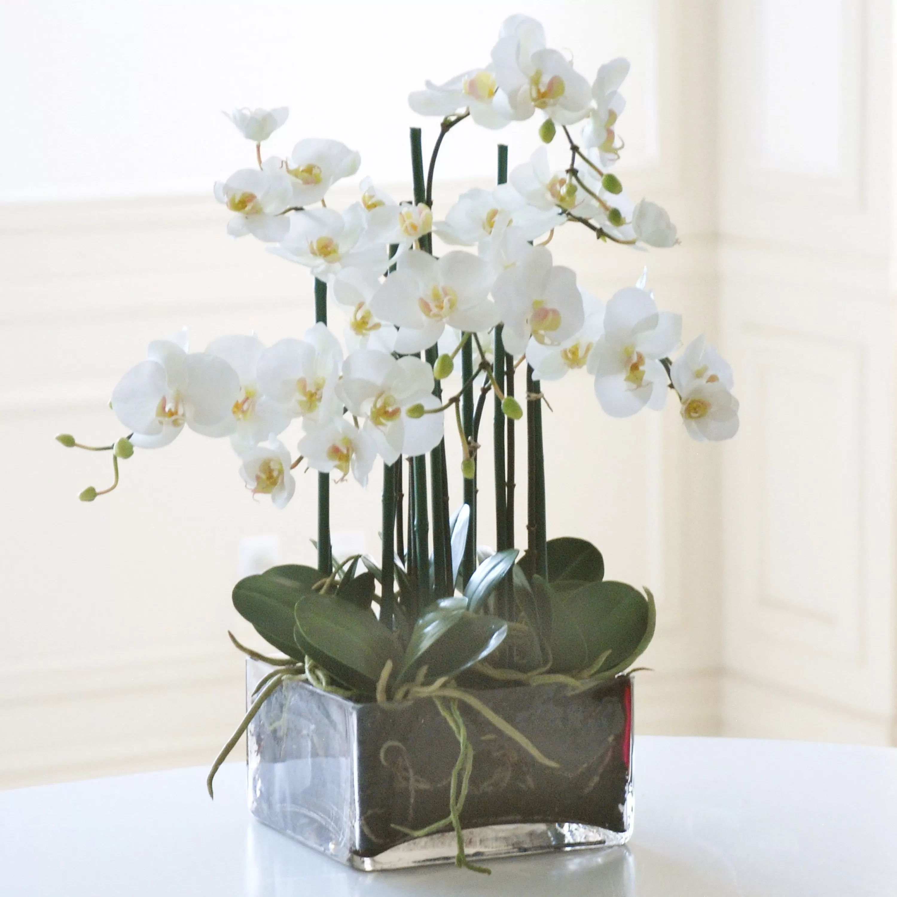 Discount Phalaenopsis in Square Glass 22" Tabletop | Manhattan