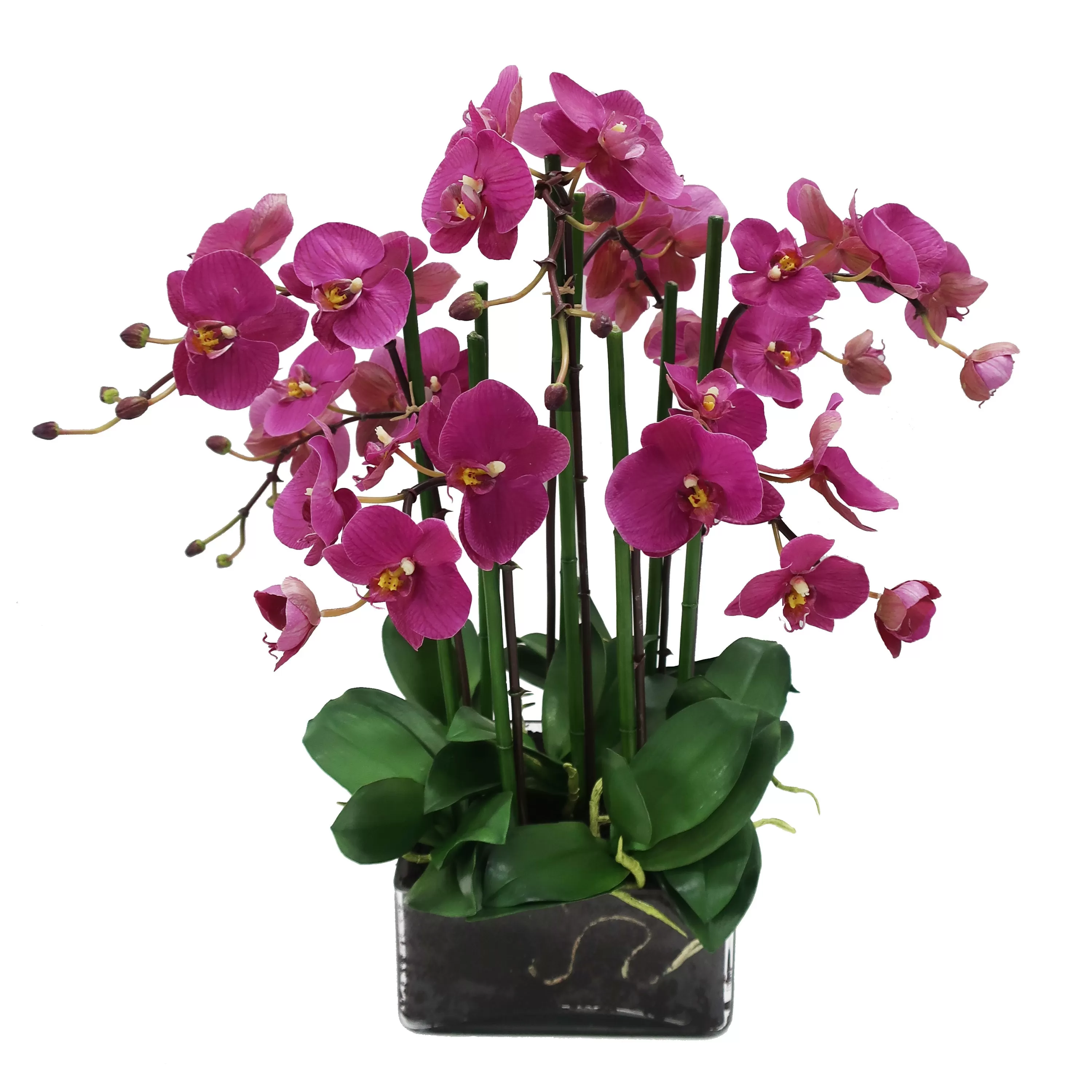 Store Phalaenopsis in Square Glass 22" Tabletop