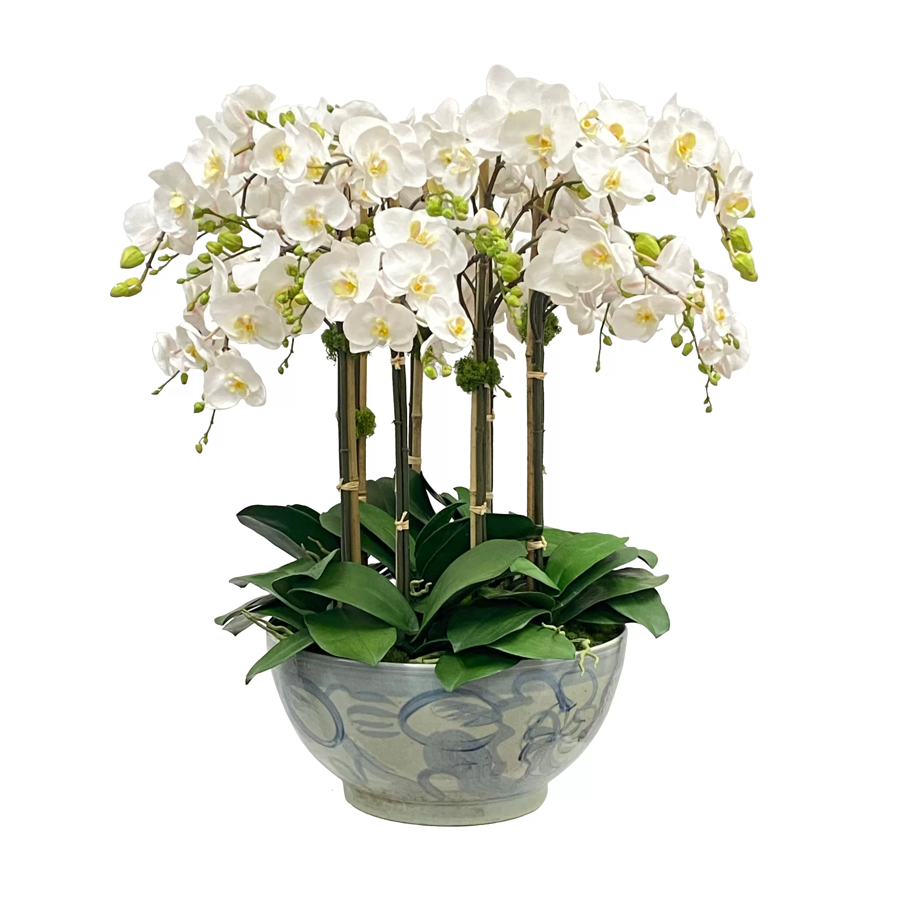 Flash Sale PHALAENOPSIS ORCHID IN BOWL 33" Highland Park