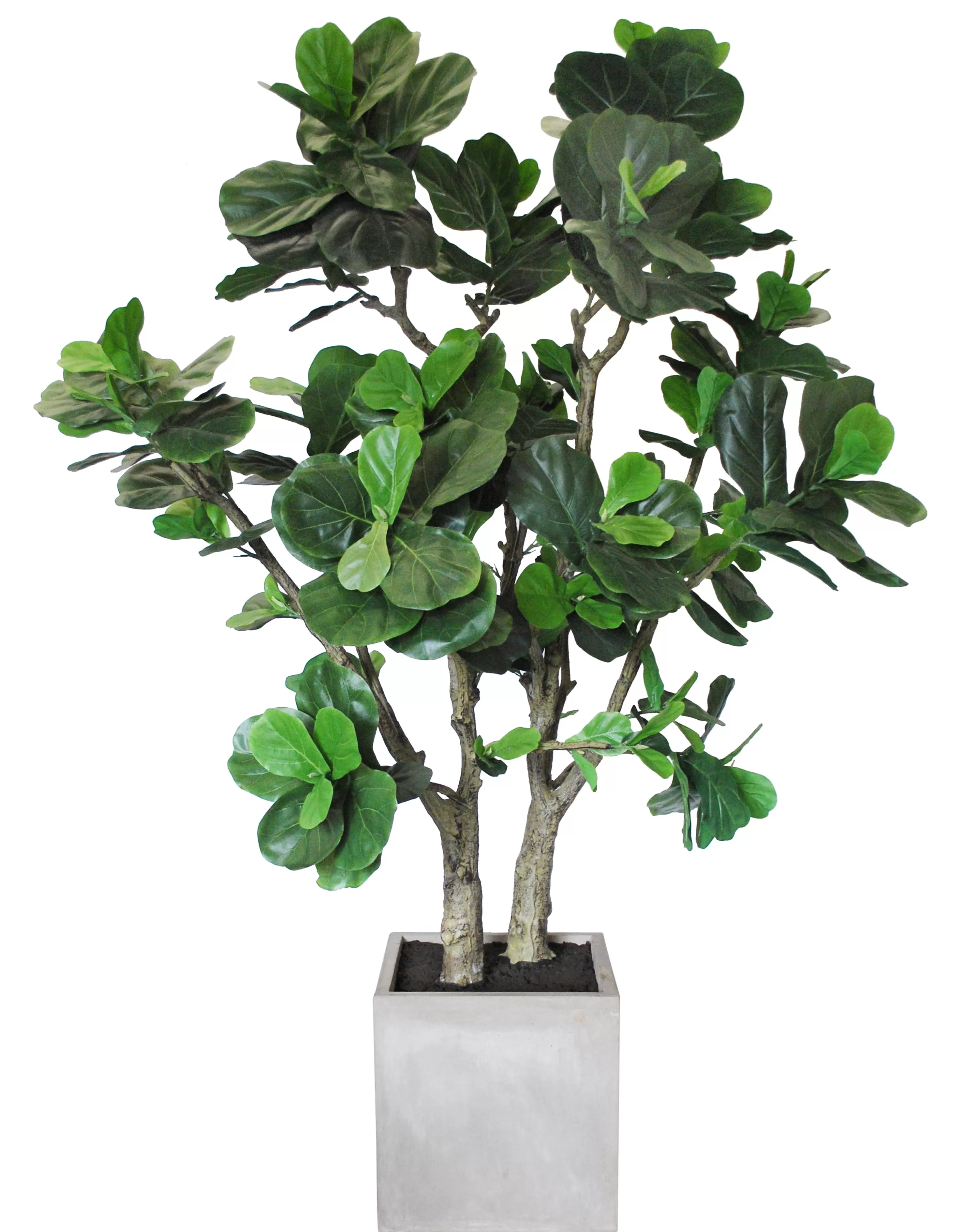 Clearance Potted Fiddle Leaf Tree in Square Planter 6.5' Large Trees