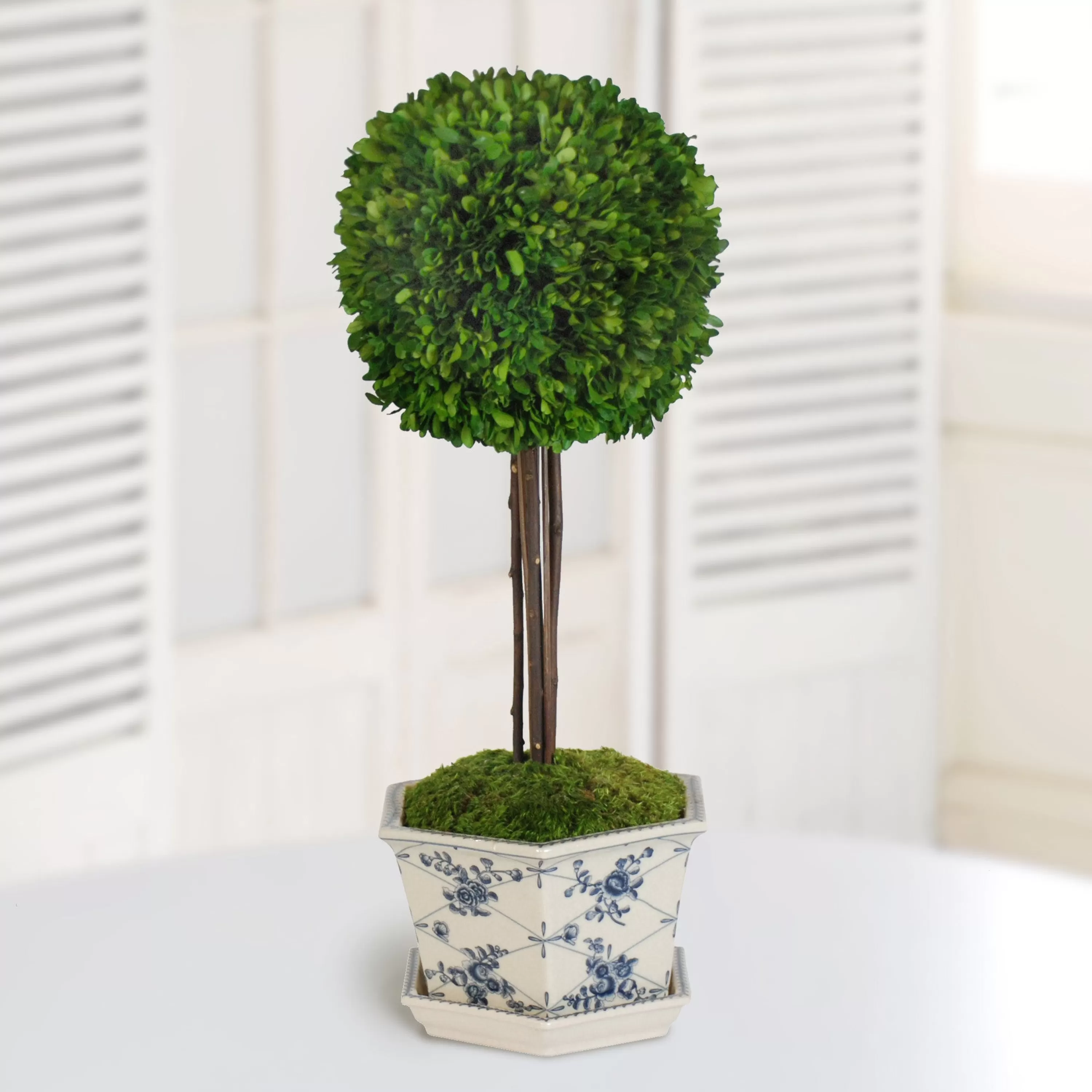 Sale Preserved Boxwood Ball in Pot Cache 28" Preserved Boxwoods