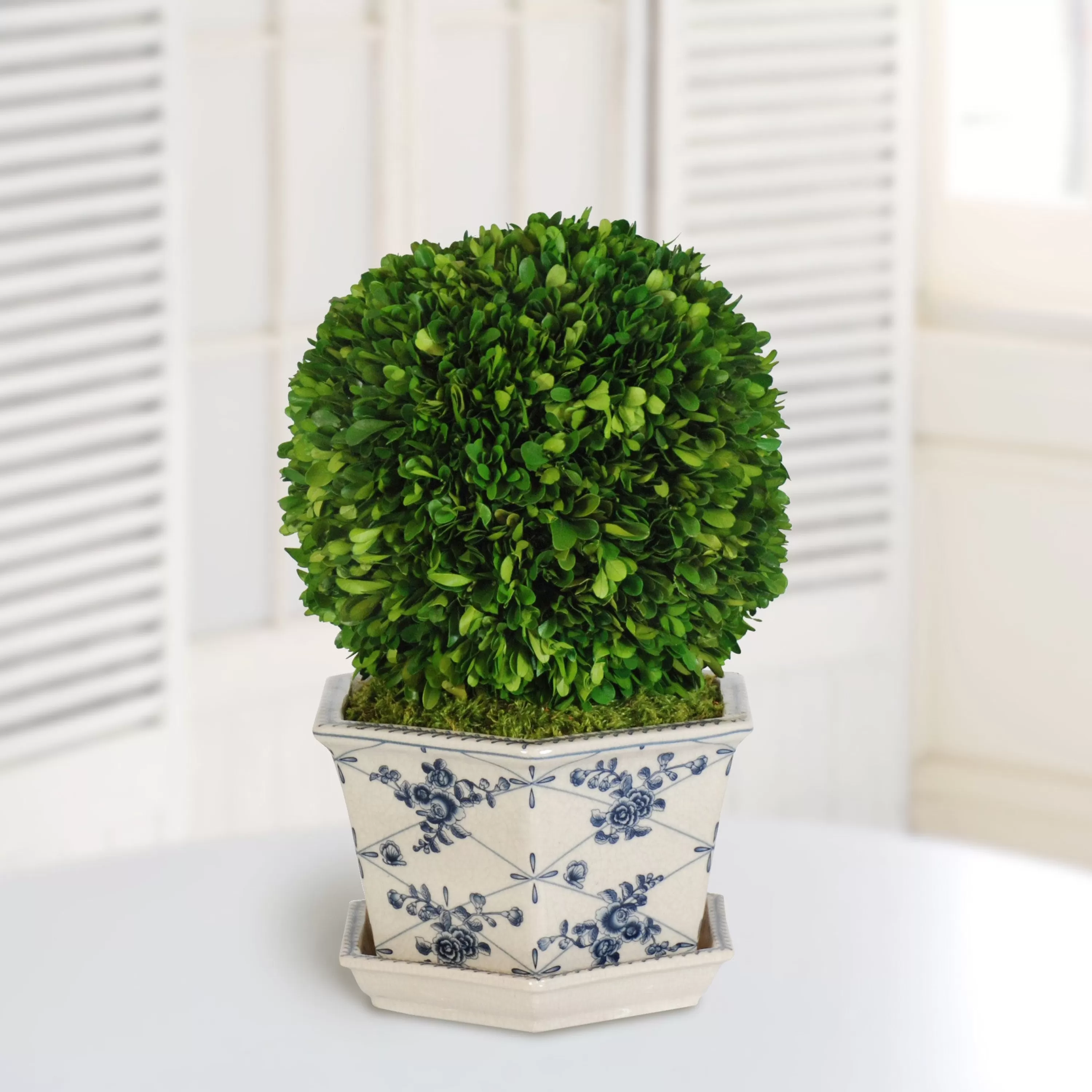 Flash Sale Preserved Boxwood Ball in Pot Cache 18" Preserved Boxwoods | Vanity