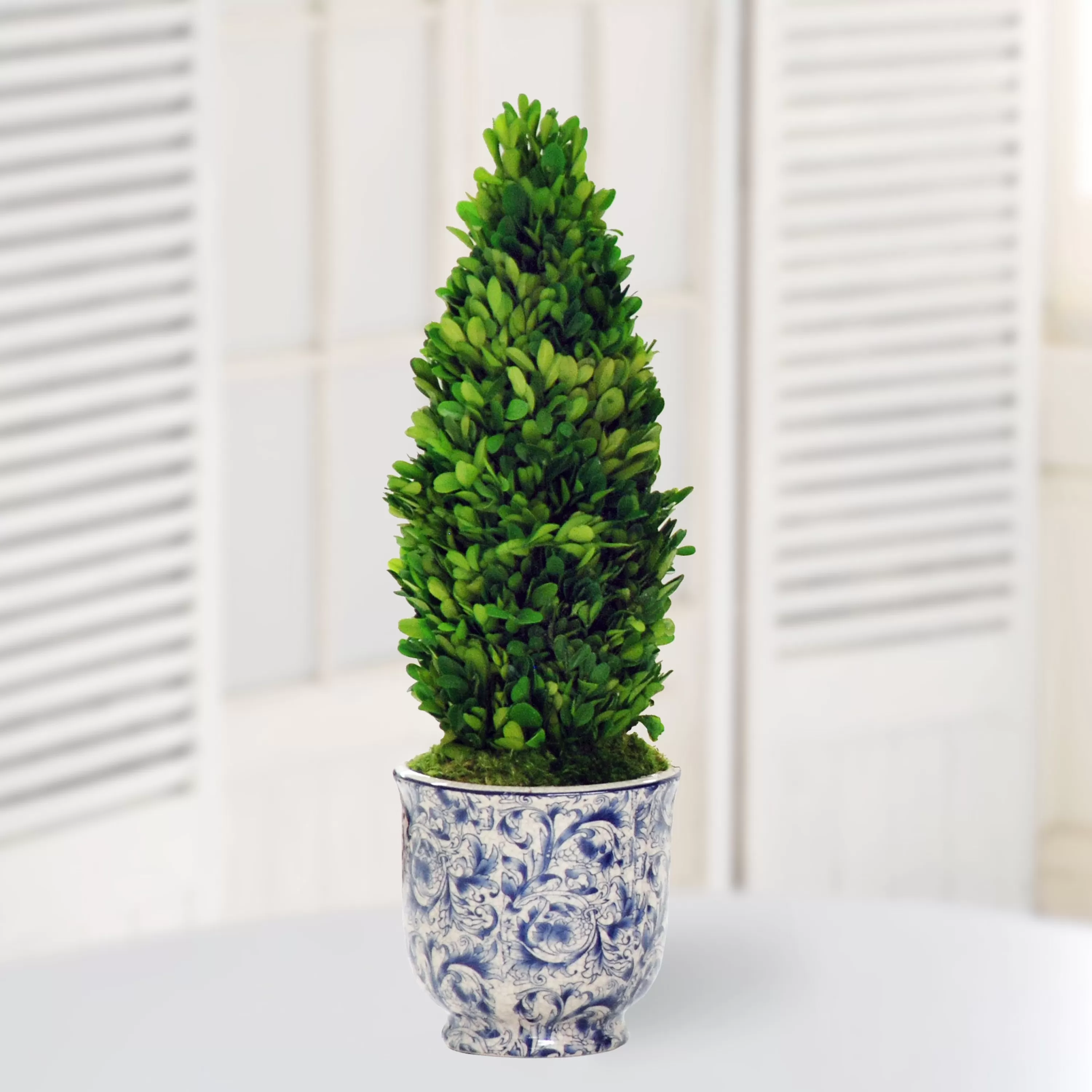 Clearance PRESERVED BOXWOOD CONE IN CHINOISERIE POT 20" Tabletop Greenery | Tabletop