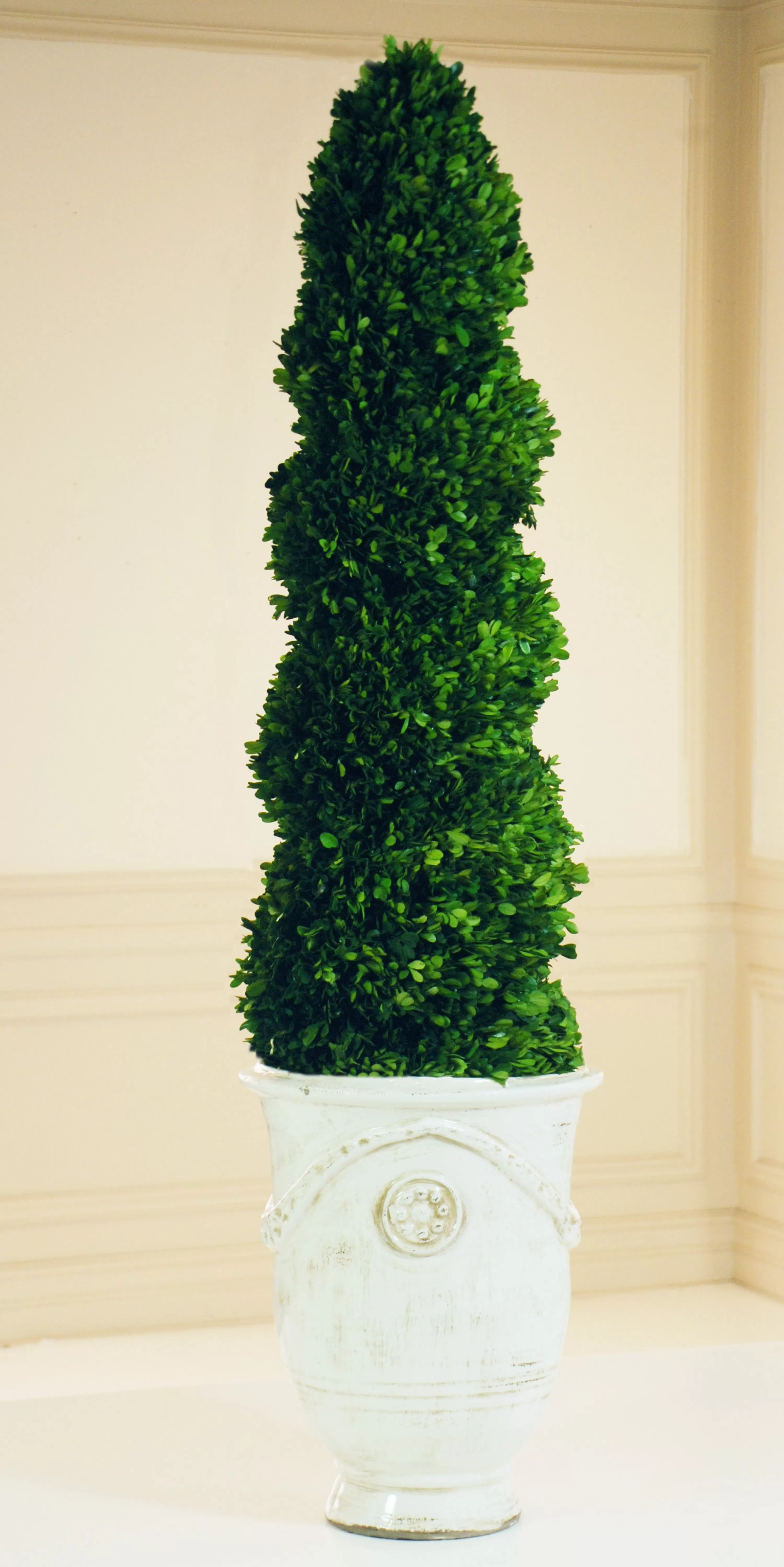 Flash Sale PRESERVED BOXWOOD SPIRAL IN TUSCAN URN 6.5" Preserved Boxwoods | Highland Park