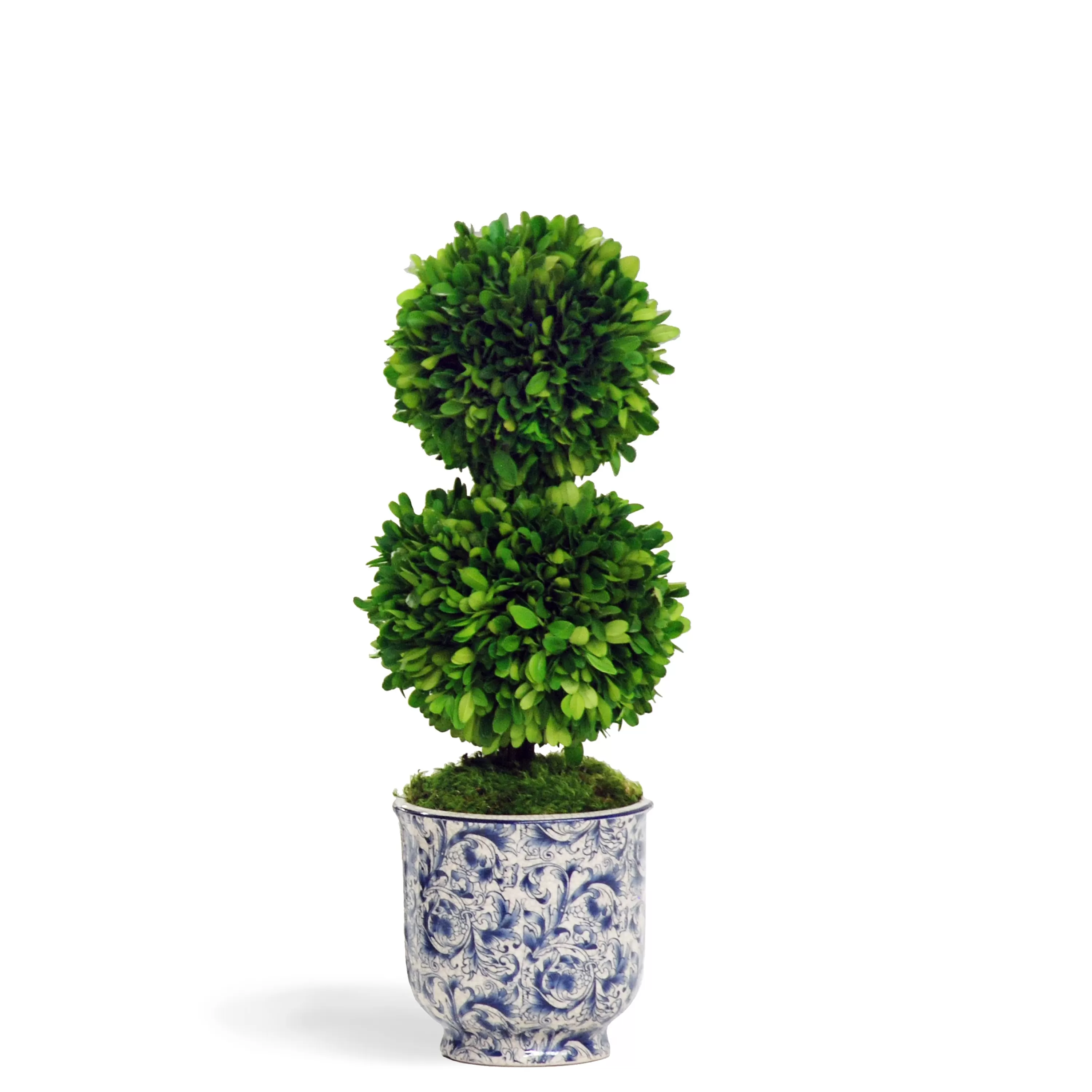 Store PRESERVED DOUBLE BOXWOOD IN CHINOISERIE POT 20" Tabletop Greenery | Tabletop