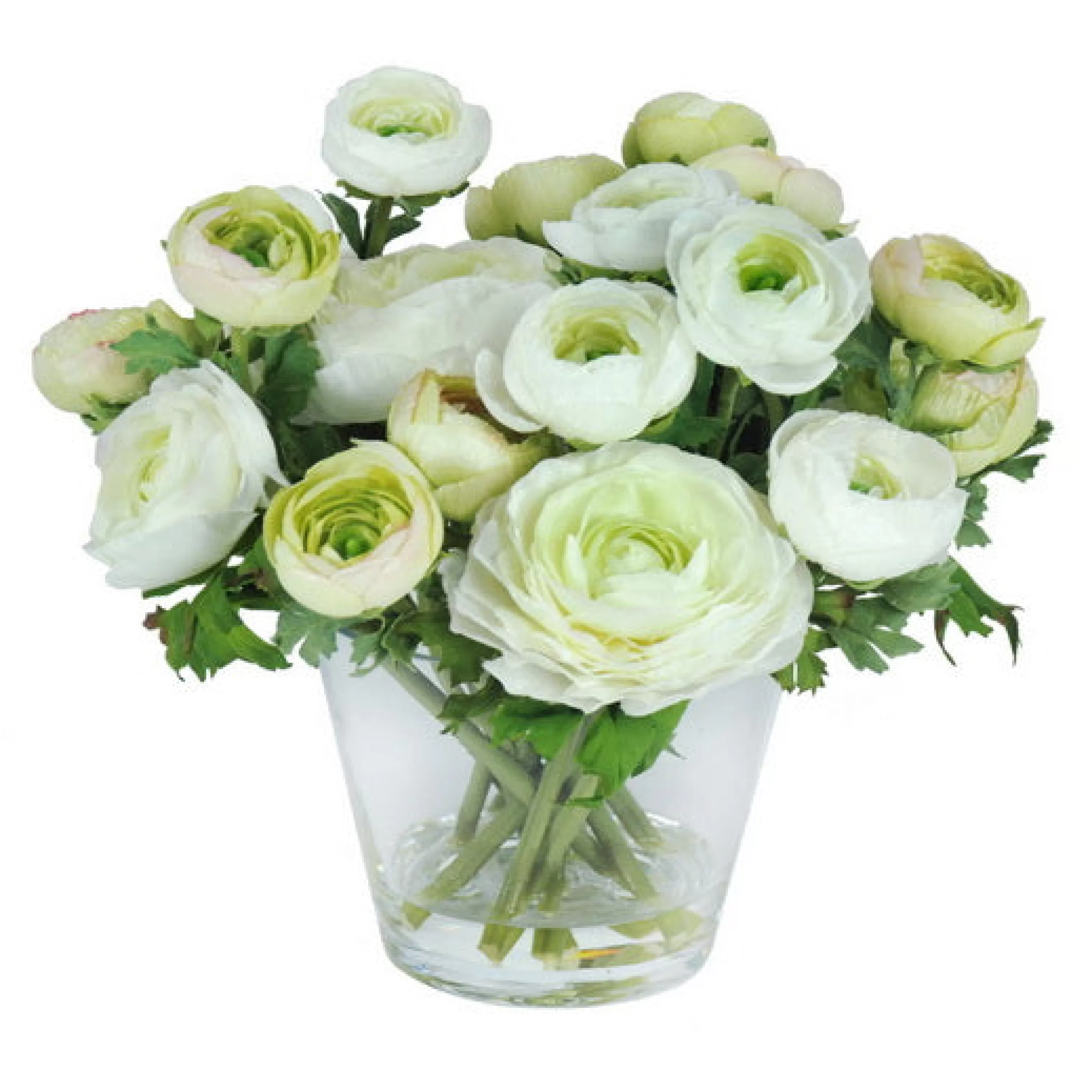 Clearance RANUNCULUS IN GLASS 10" Bianco