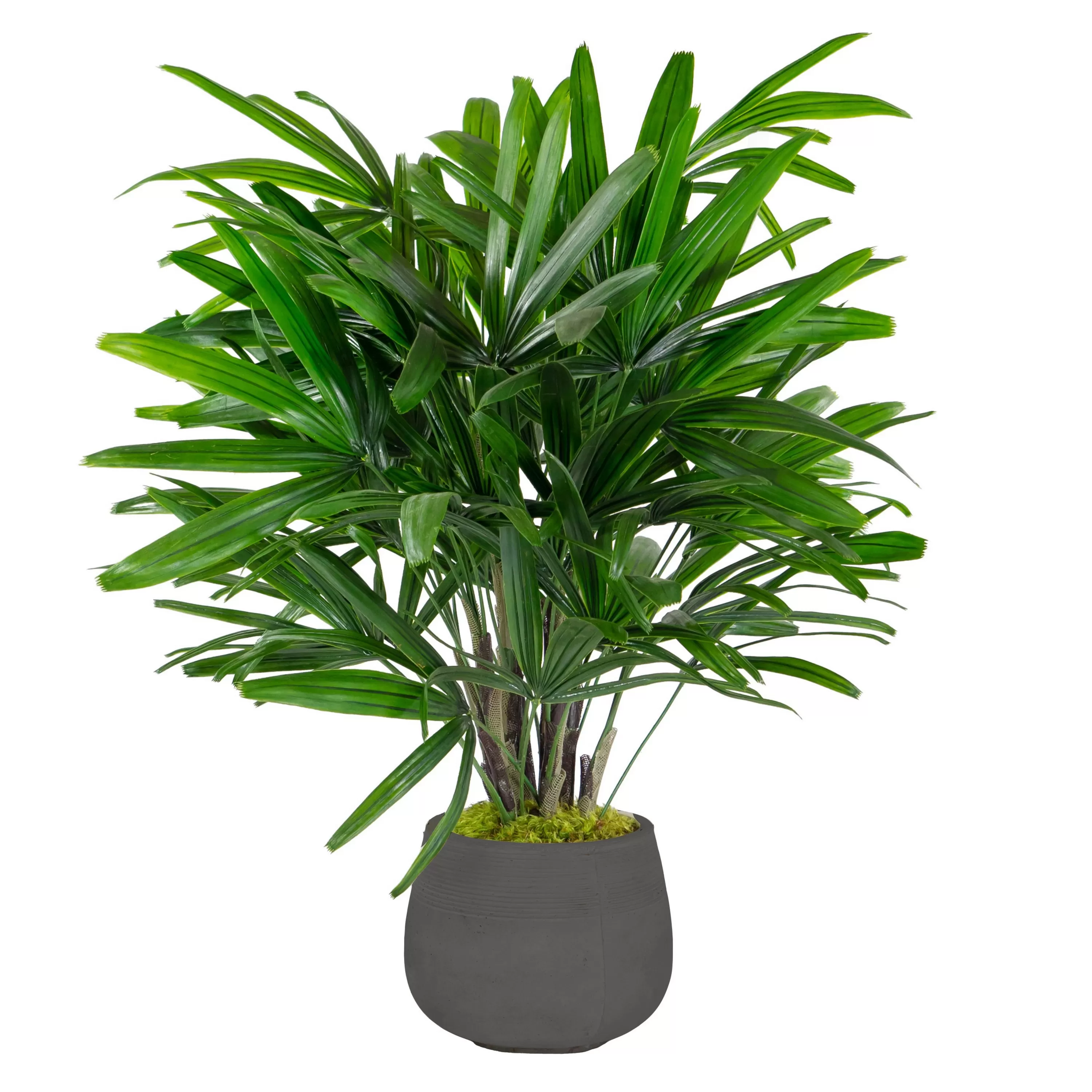 Best RHAPIS PALM IN STONECAST PLANTER 3' Large Trees | Outdoor Patio