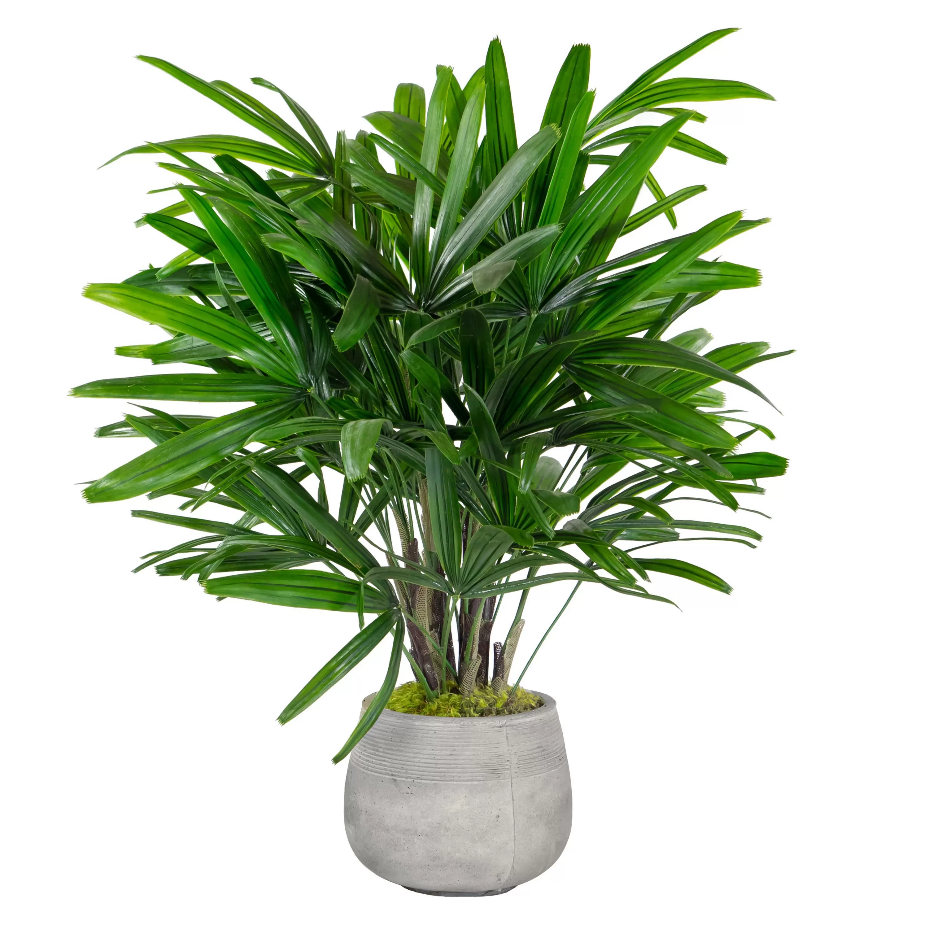 Online RHAPIS PALM IN STONECAST PLANTER 3' Large Trees | Outdoor Patio