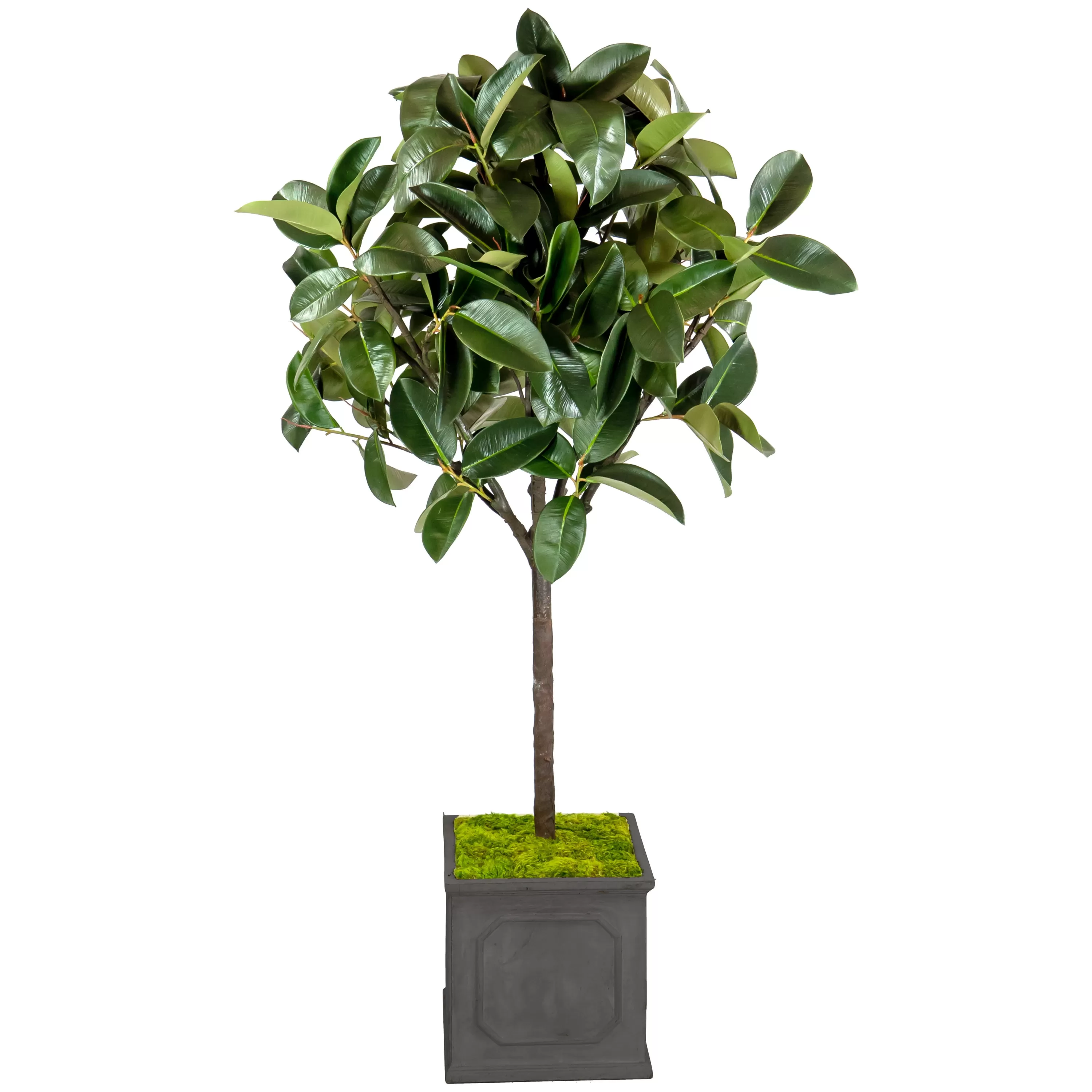 Sale Rubber Tree in Planter 6' Large Trees | Outdoor Patio