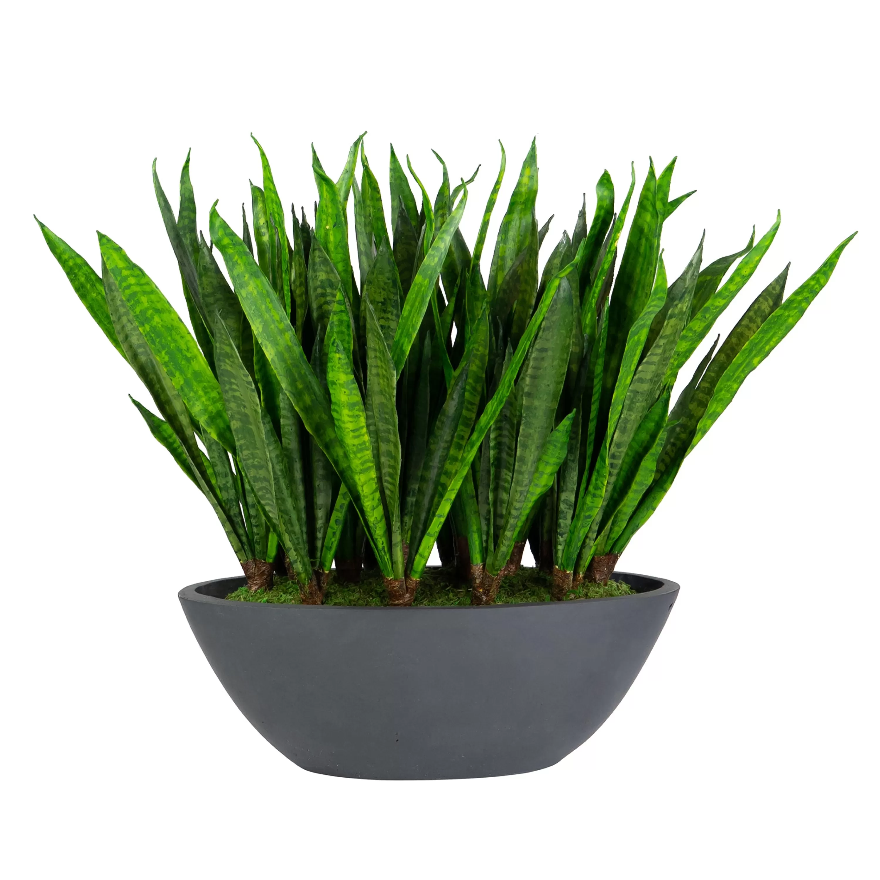 Online SANSEVIERIA IN OVAL PLANTER 26" Tabletop Greenery | Tabletop