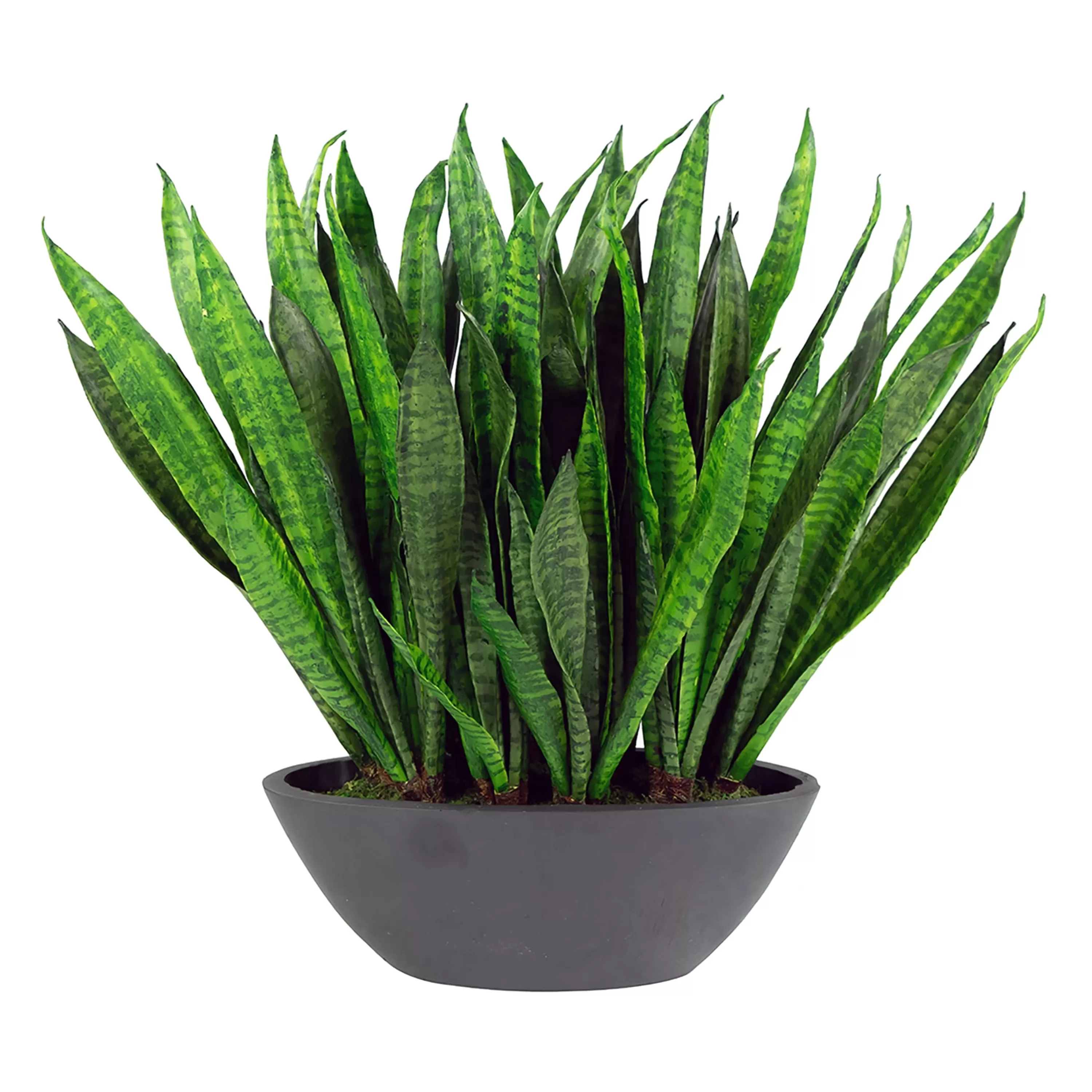 New SANSEVIERIA IN OVAL PLANTER 22" (WHD292-GR) Tabletop Greenery | Tabletop