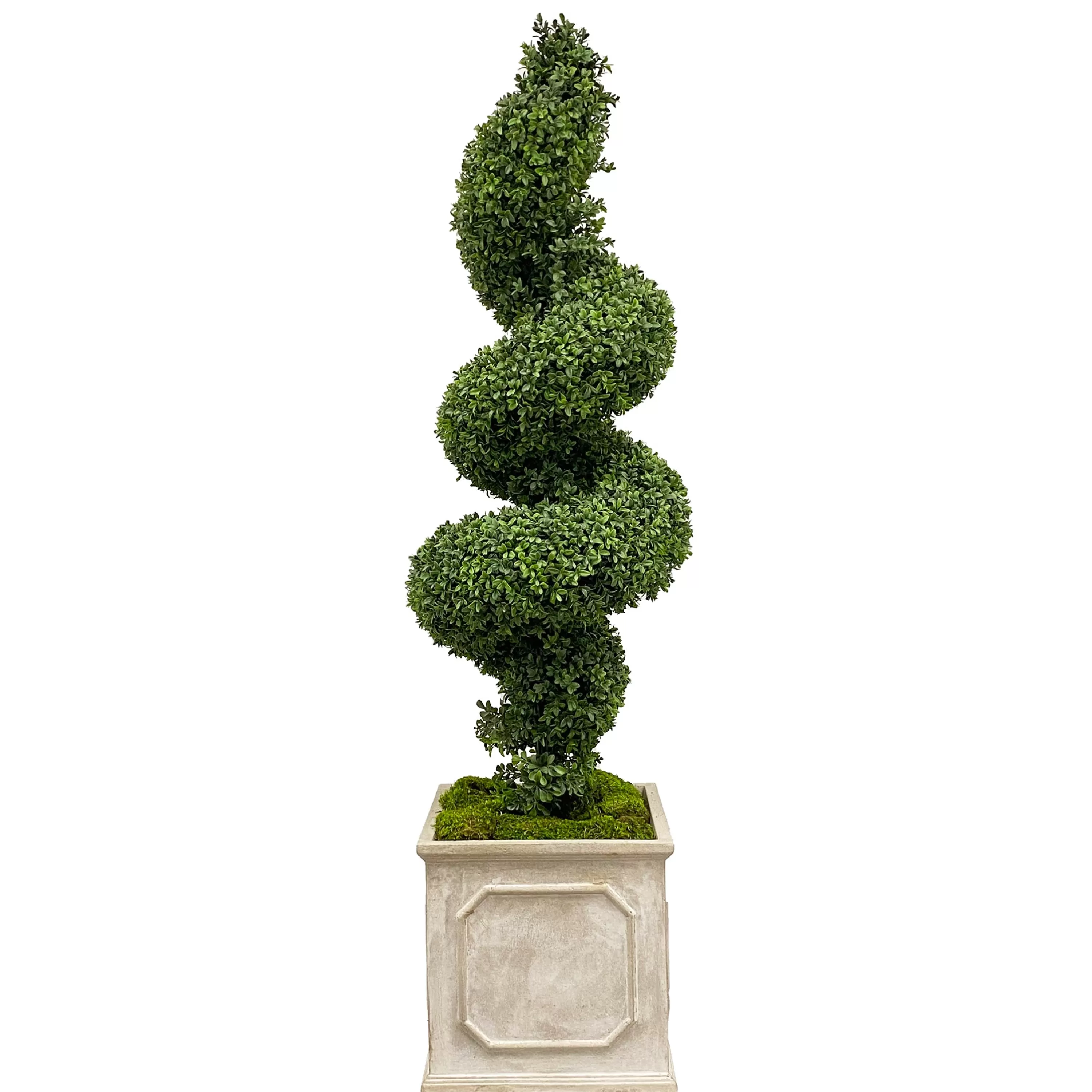 Shop Spiral Boxwood in Planter 78" Indoor & Outdoor Boxwoods | Outdoor Patio