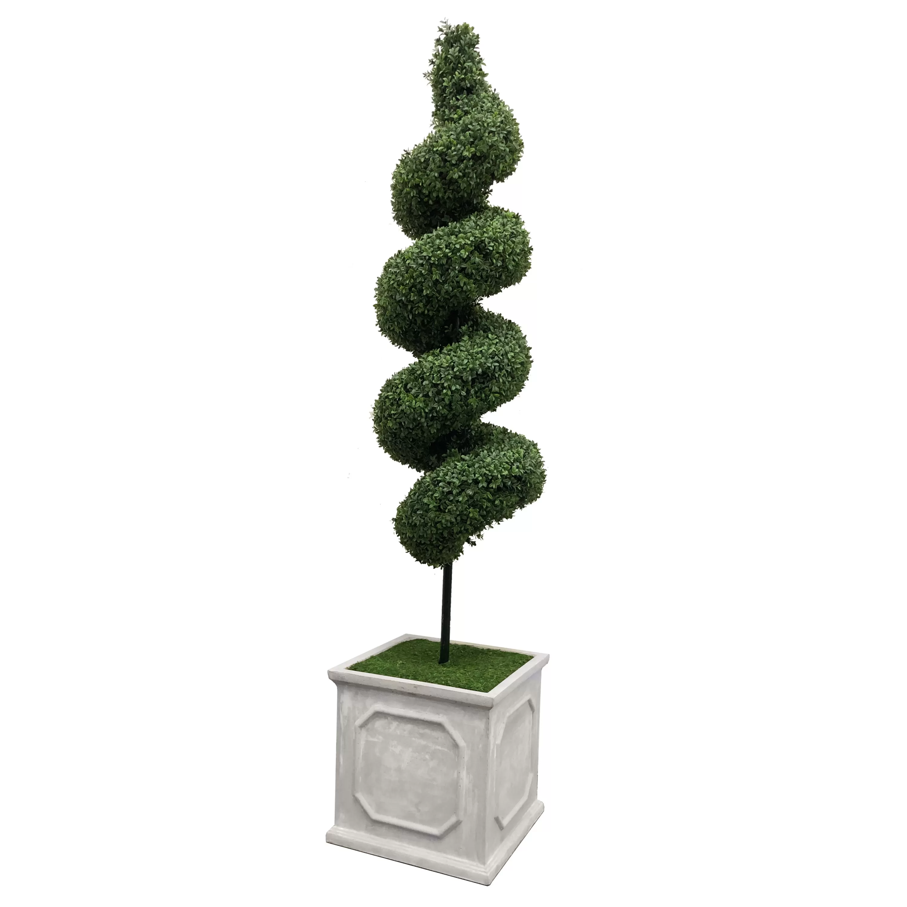 Fashion Spiral Boxwood in Square Planter 6.5' Indoor & Outdoor Boxwoods | Outdoor Patio