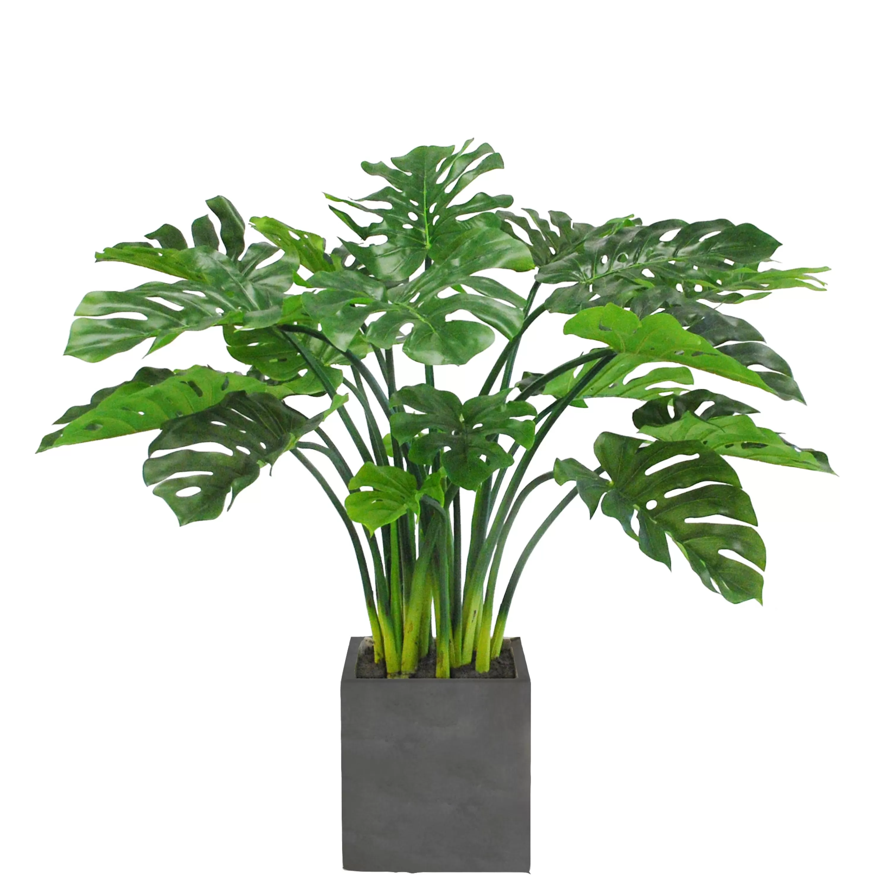 Flash Sale SPLIT LEAF PHILO PLANTER 3.7' Large Trees | Outdoor Patio